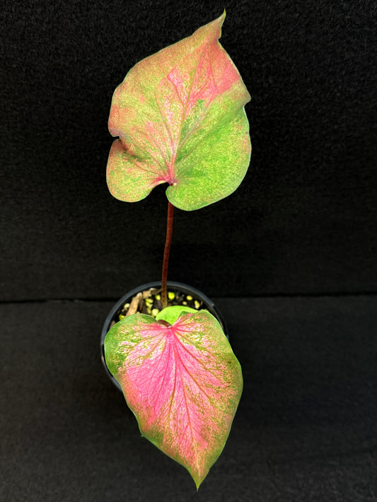 Caladium Hybrid F3