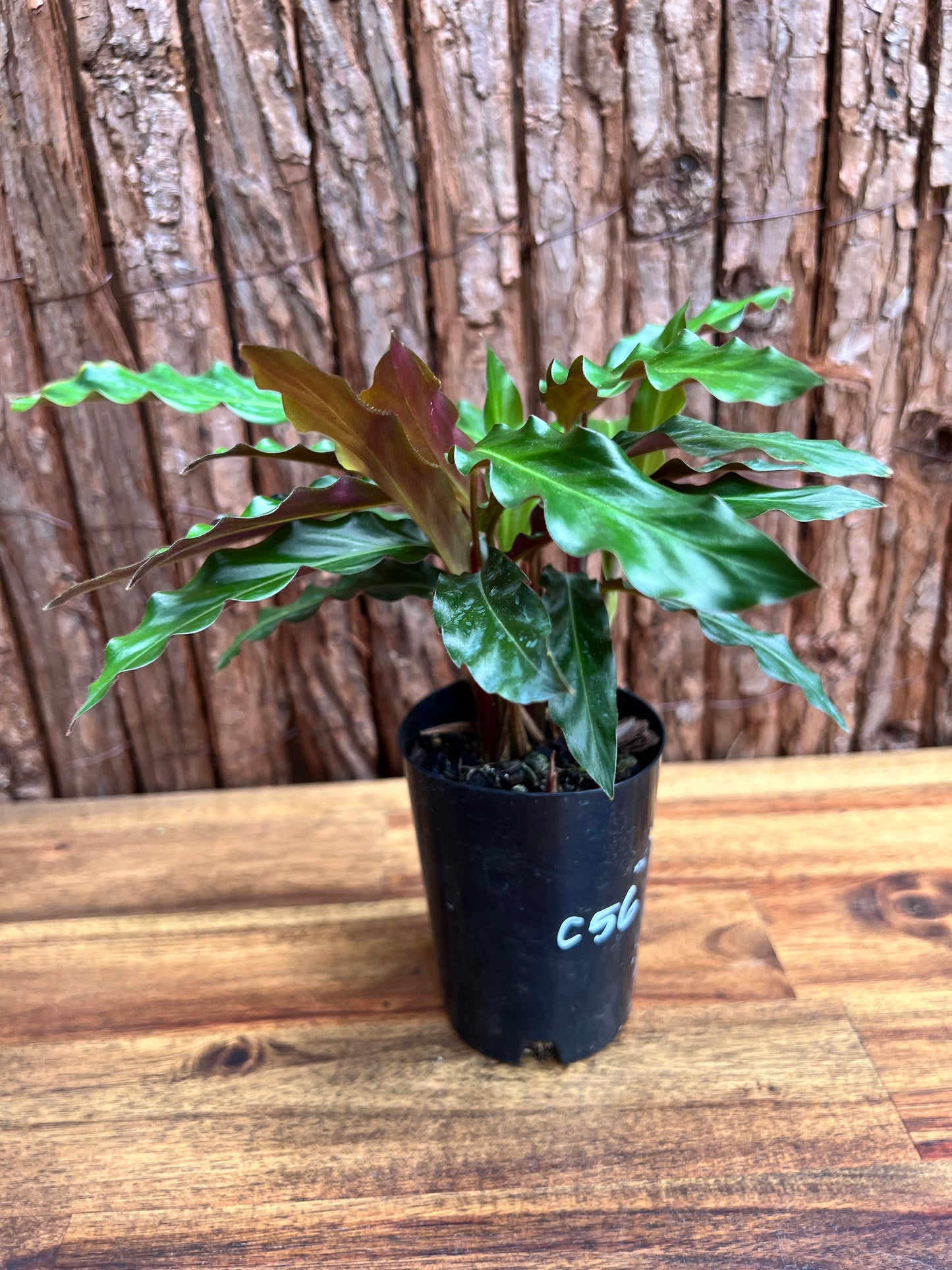 Calathea rufibarba Furry Feather C56