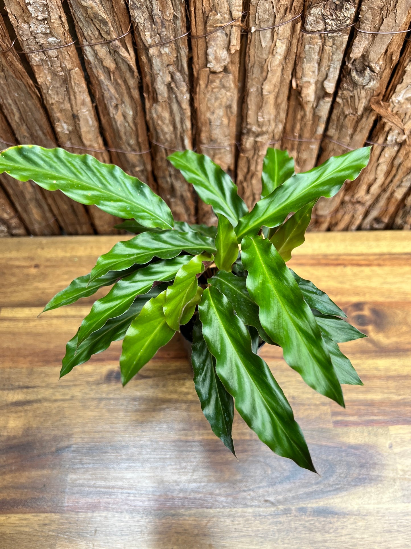 Calathea rufibarba Furry Feather C56