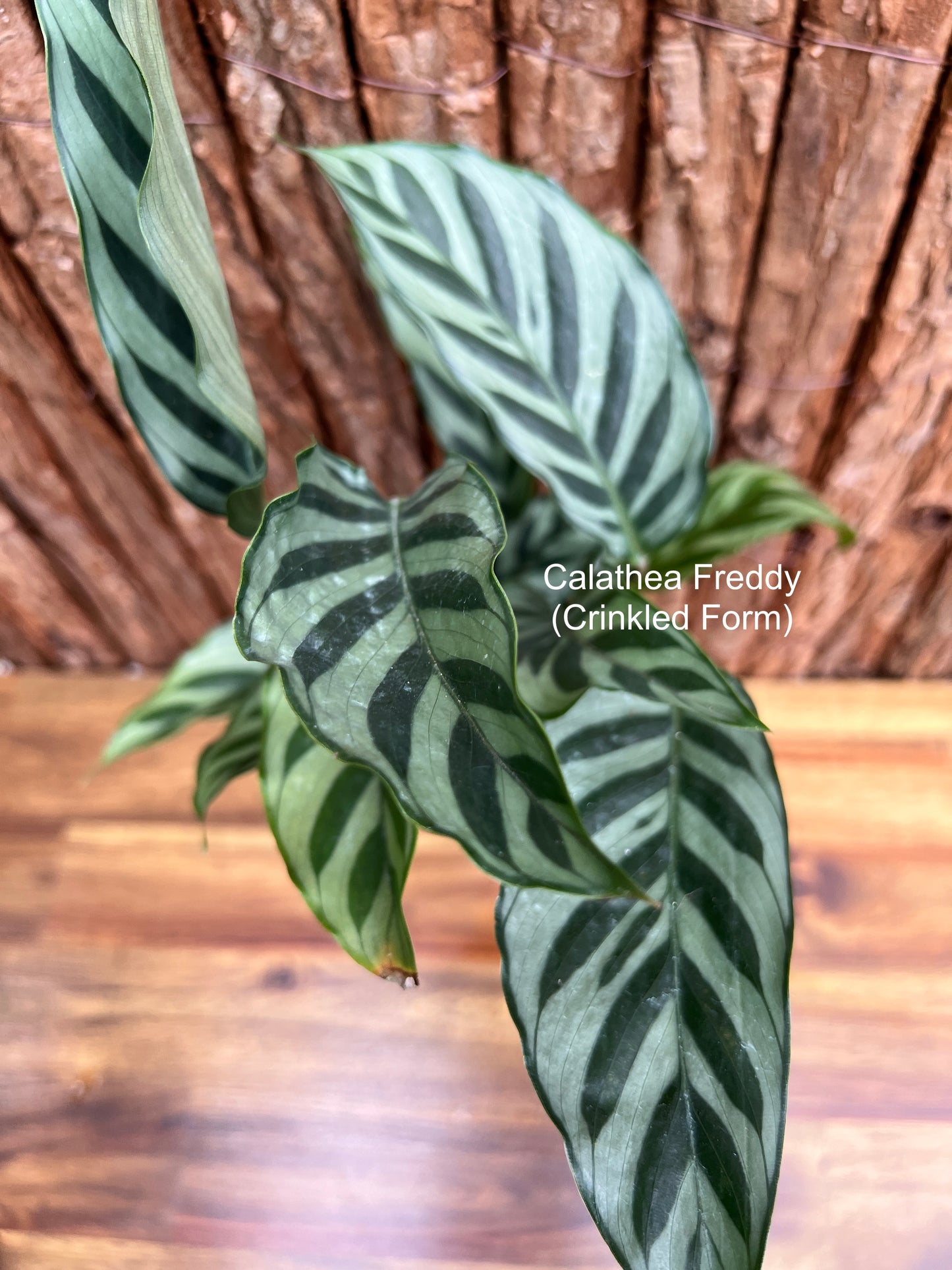 Calathea Freddy (Crinkled Form) C57