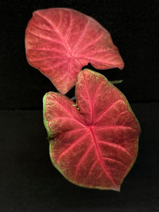 Caladium Hybrid F5