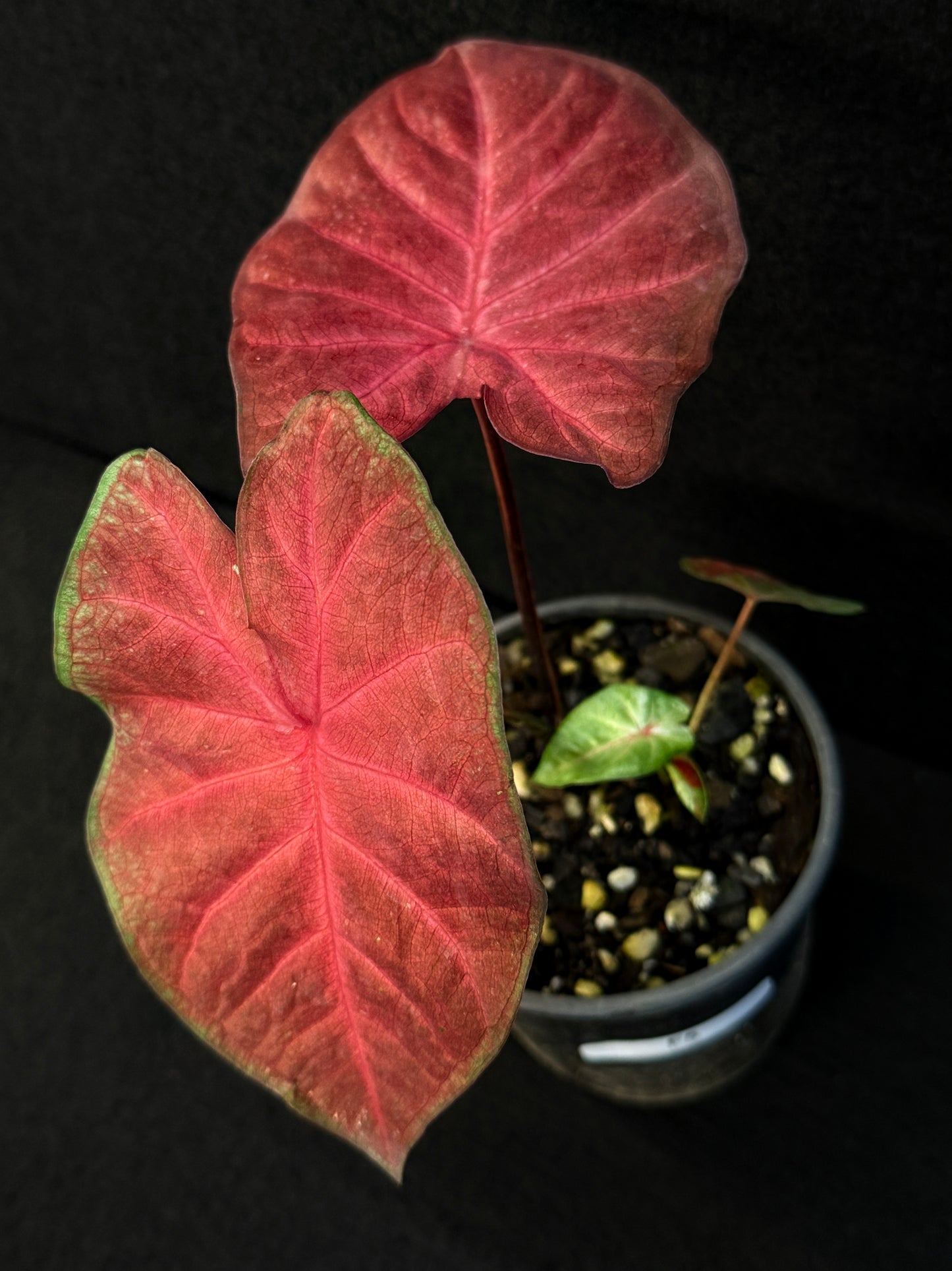 Caladium Hybrid F5