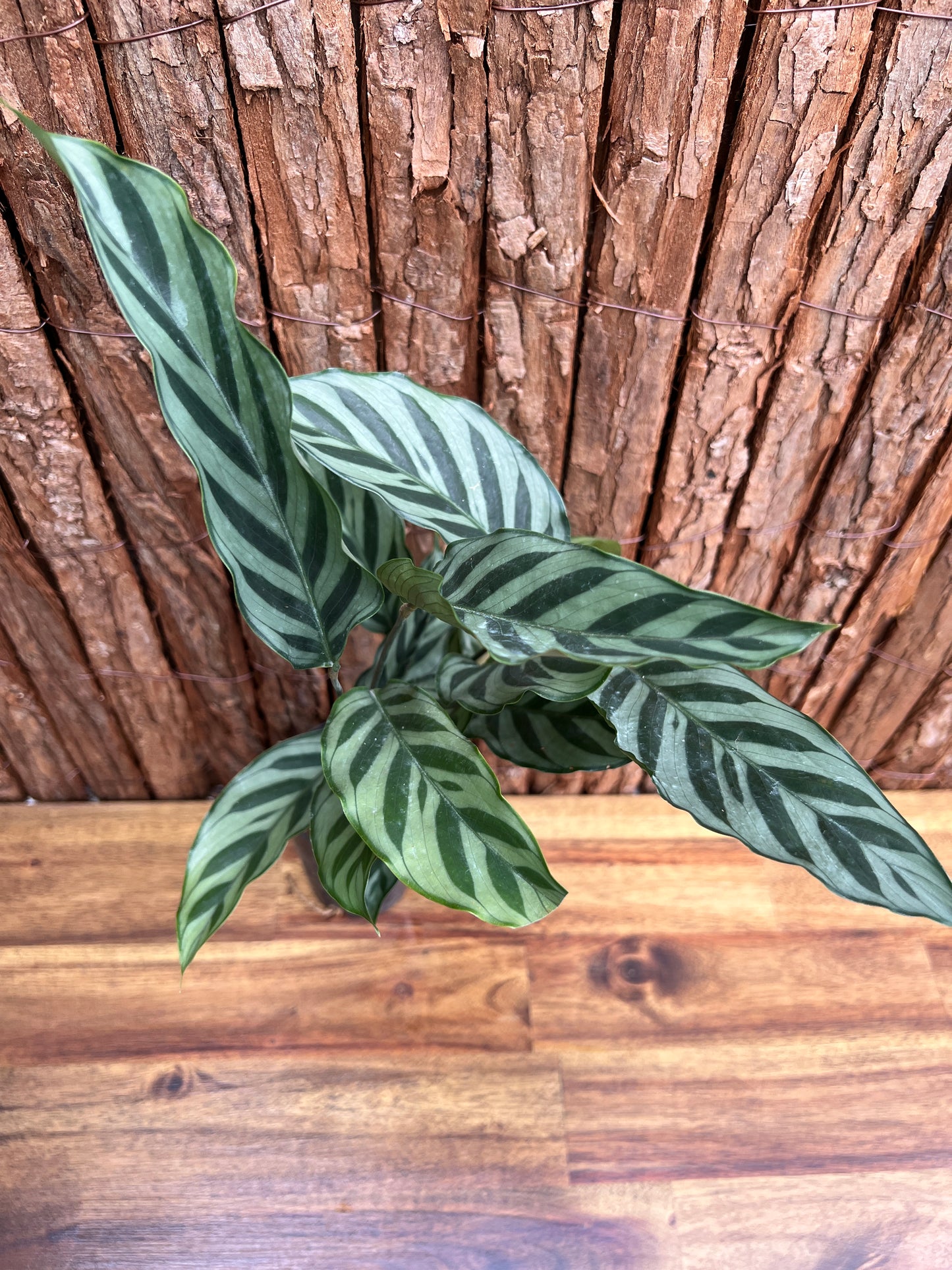 Calathea Freddy (Crinkled Form) C57