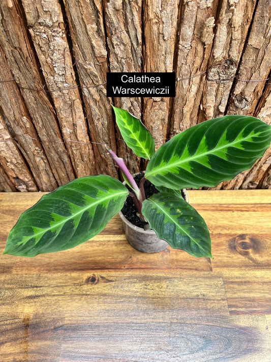 Calathea Warscewiczii C58