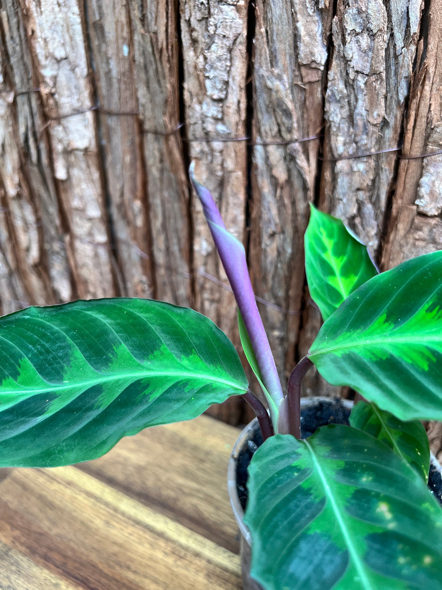 Calathea Warscewiczii C58