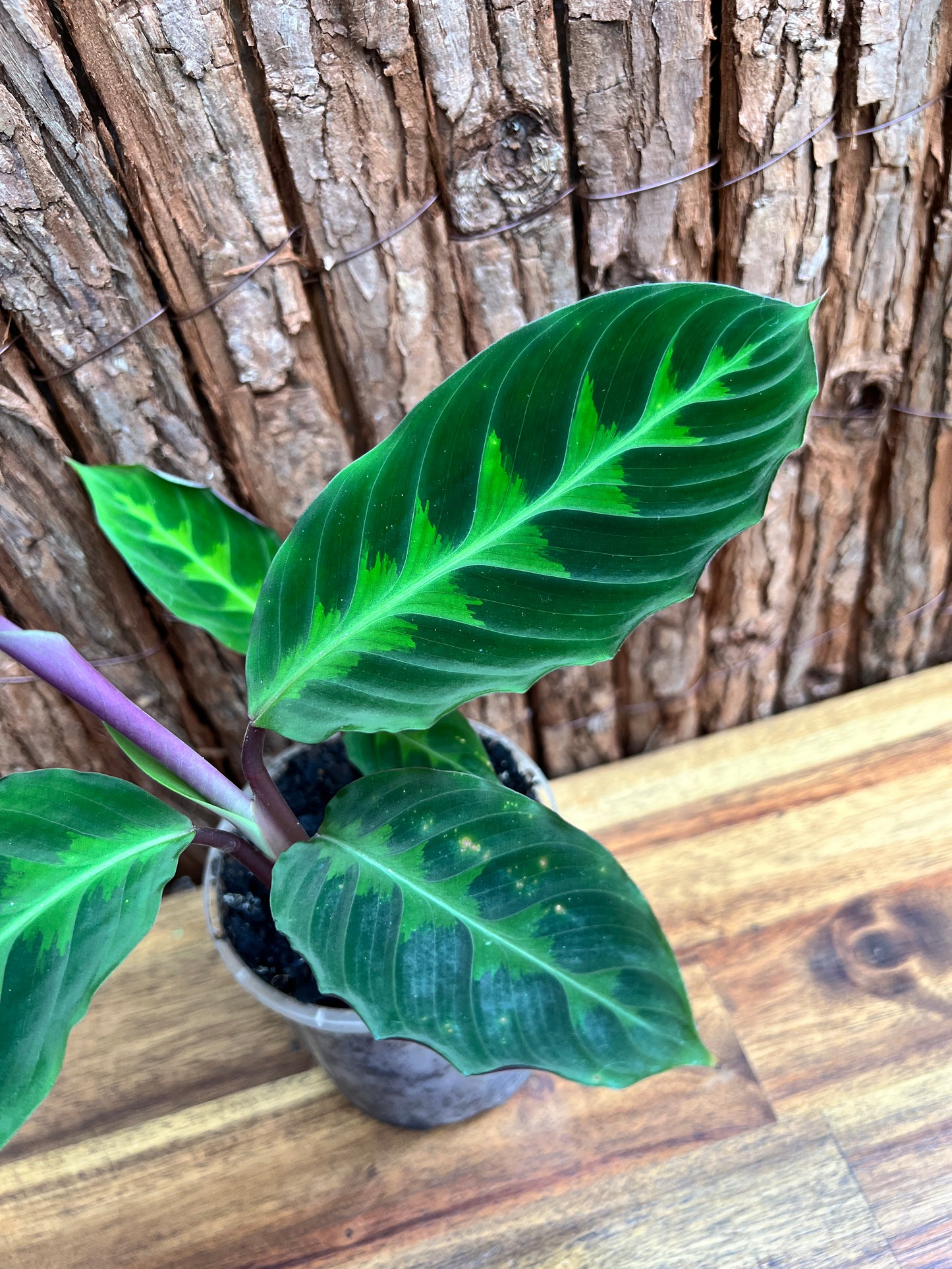 Calathea Warscewiczii C58