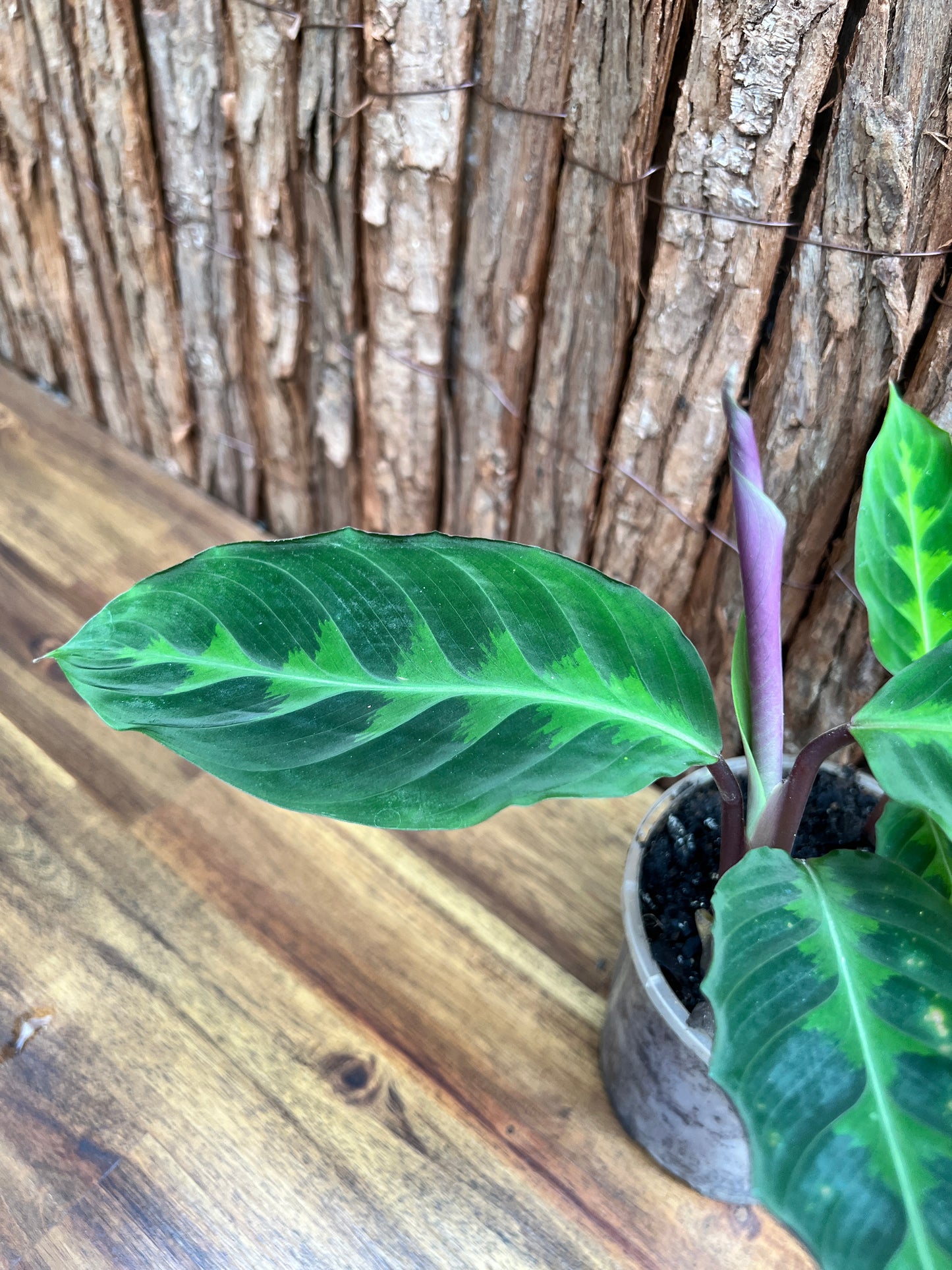 Calathea Warscewiczii C58