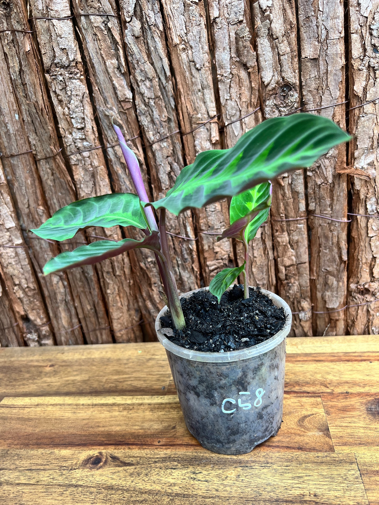 Calathea Warscewiczii C58