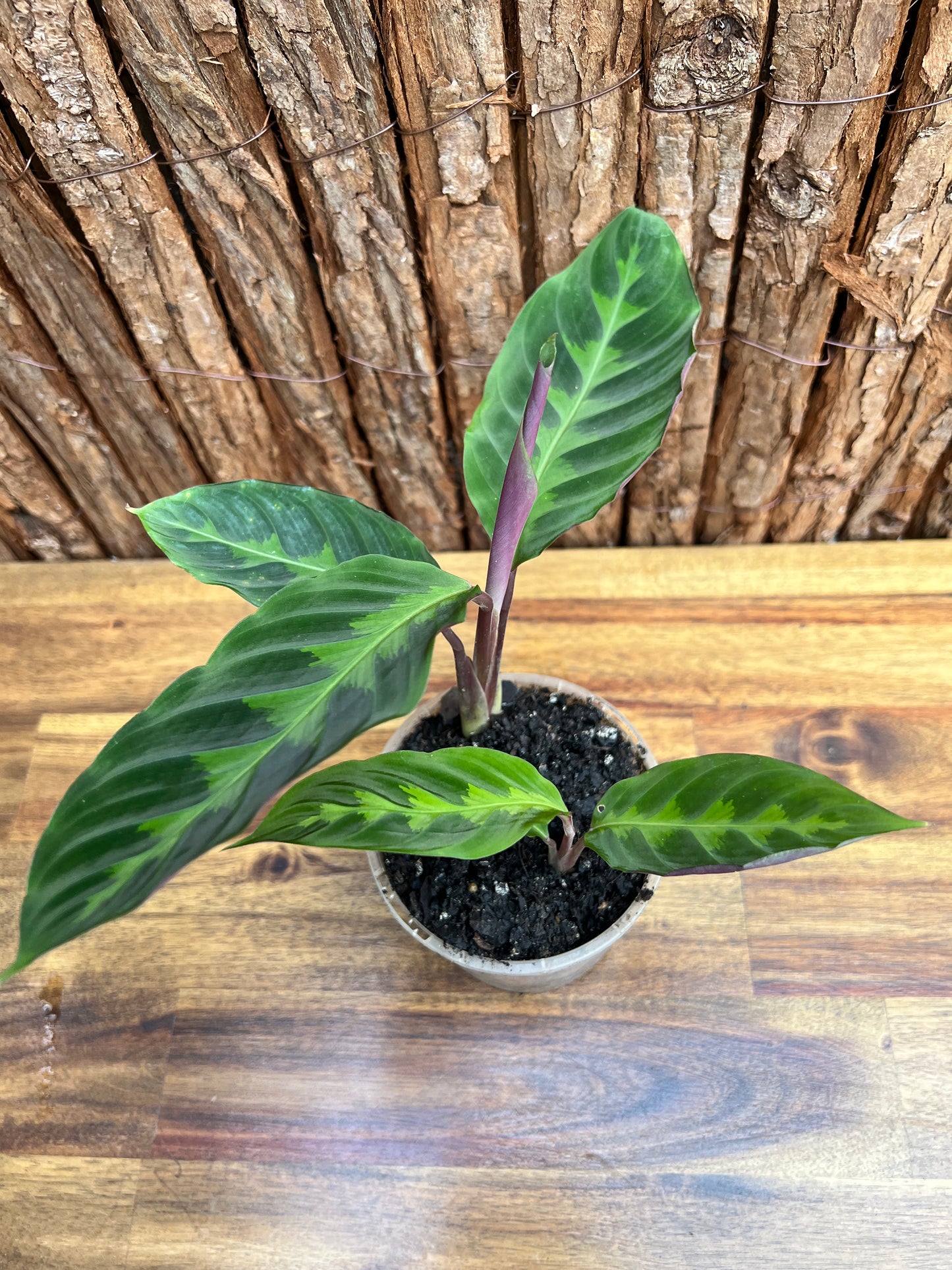 Calathea Warscewiczii C58