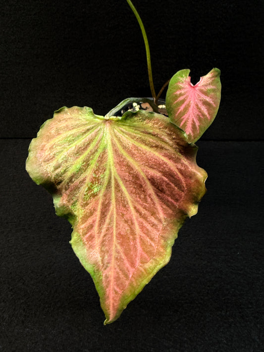 Caladium Hybrid F7