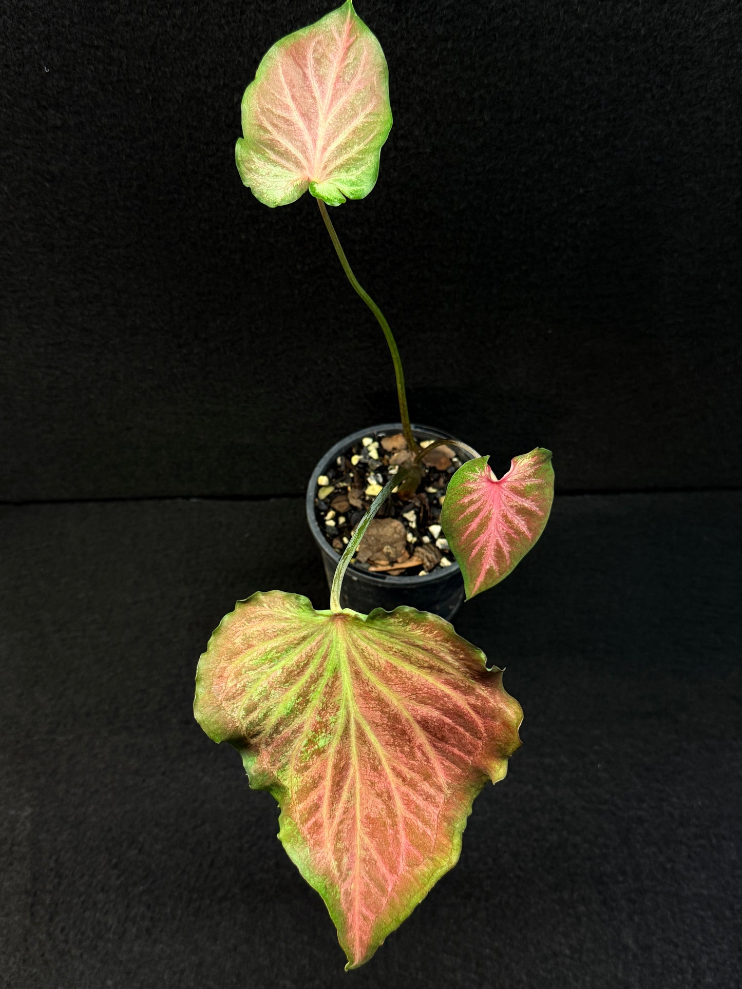 Caladium Hybrid F7