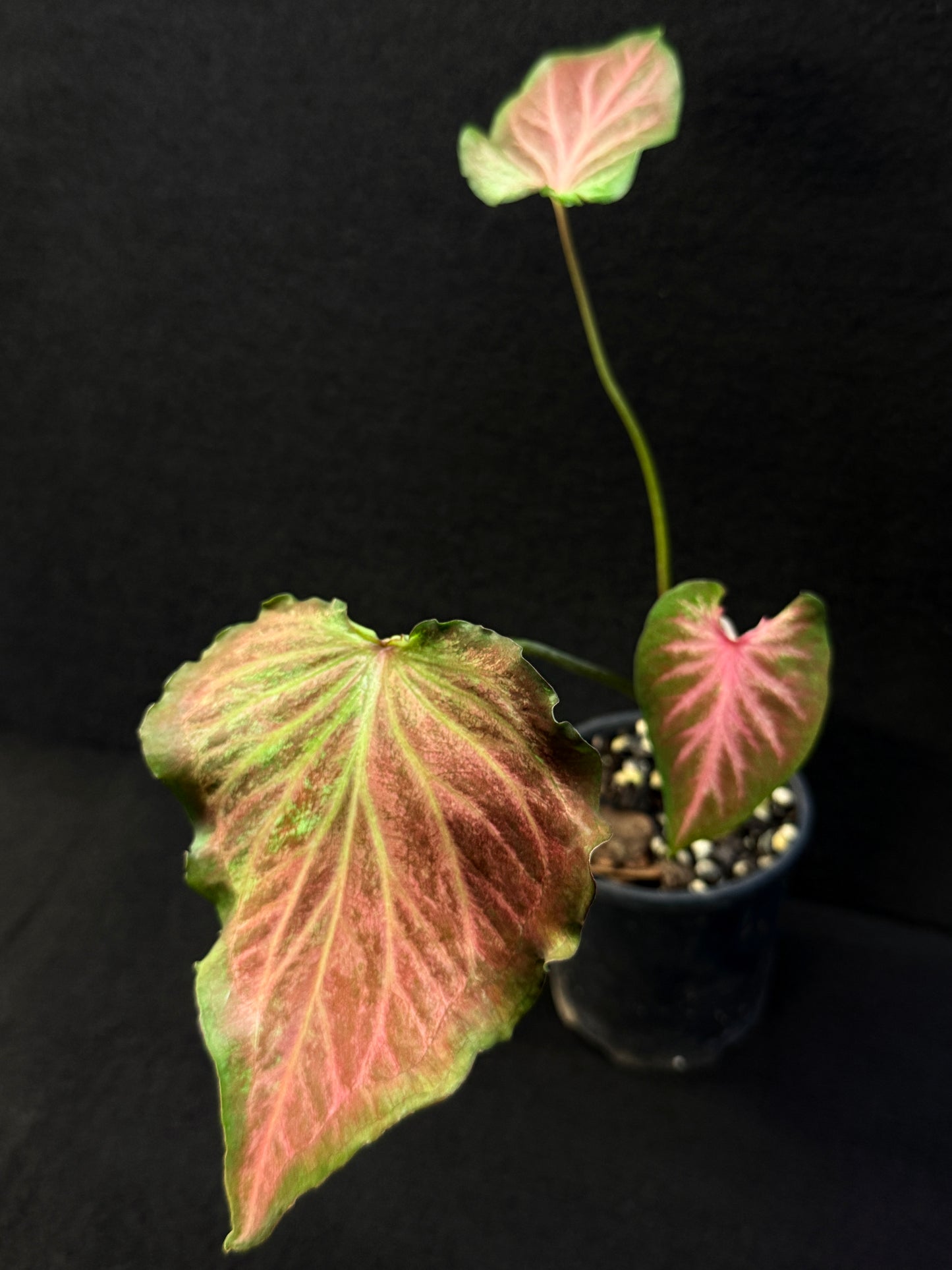 Caladium Hybrid F7