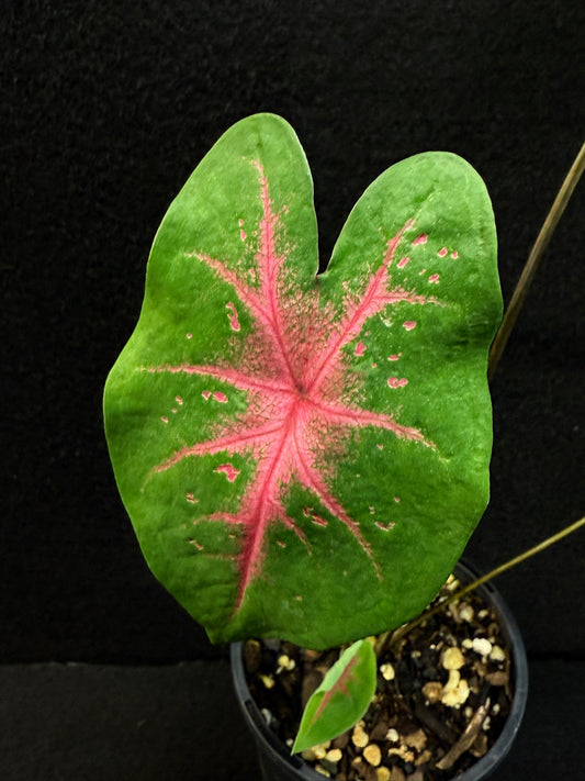 Caladium Hybrid F8