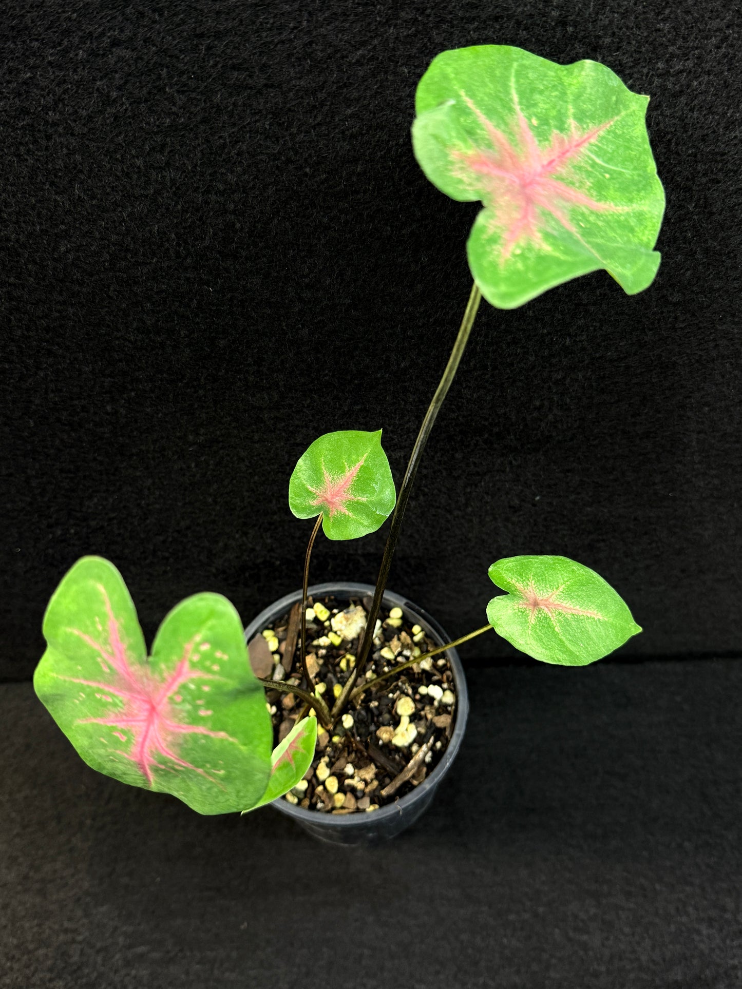 Caladium Hybrid F8