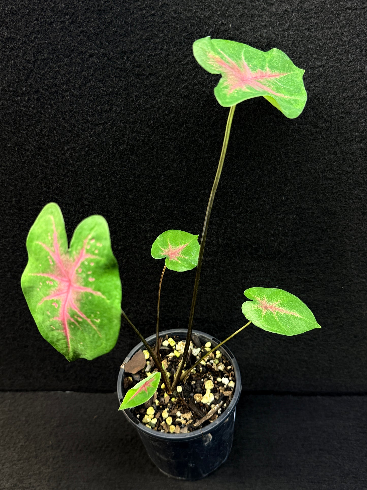 Caladium Hybrid F8