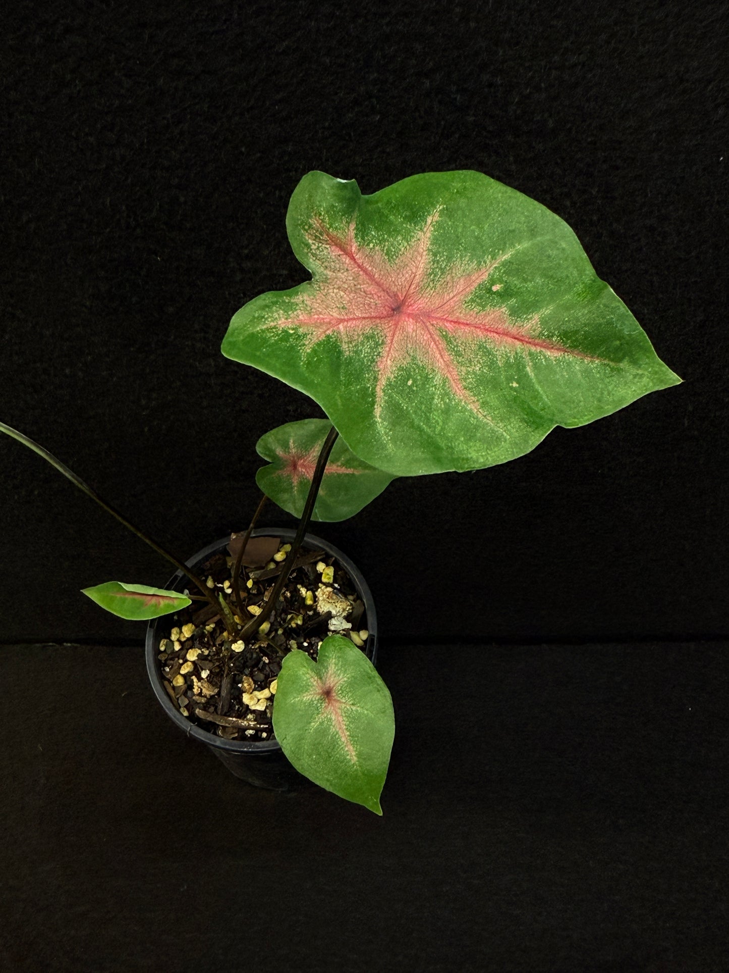 Caladium Hybrid F8
