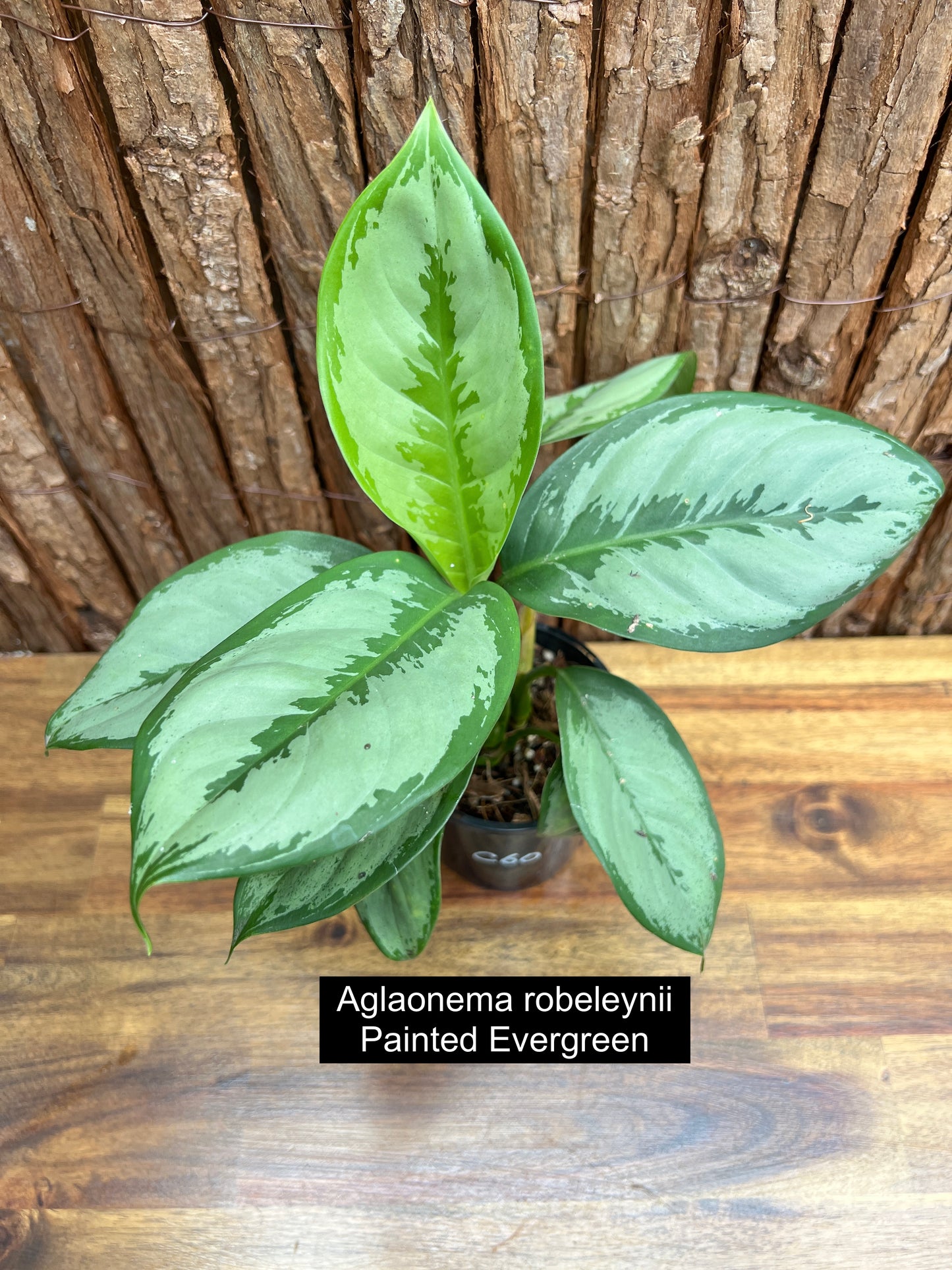 Aglaonema robeleynii Painted Evergreen C60