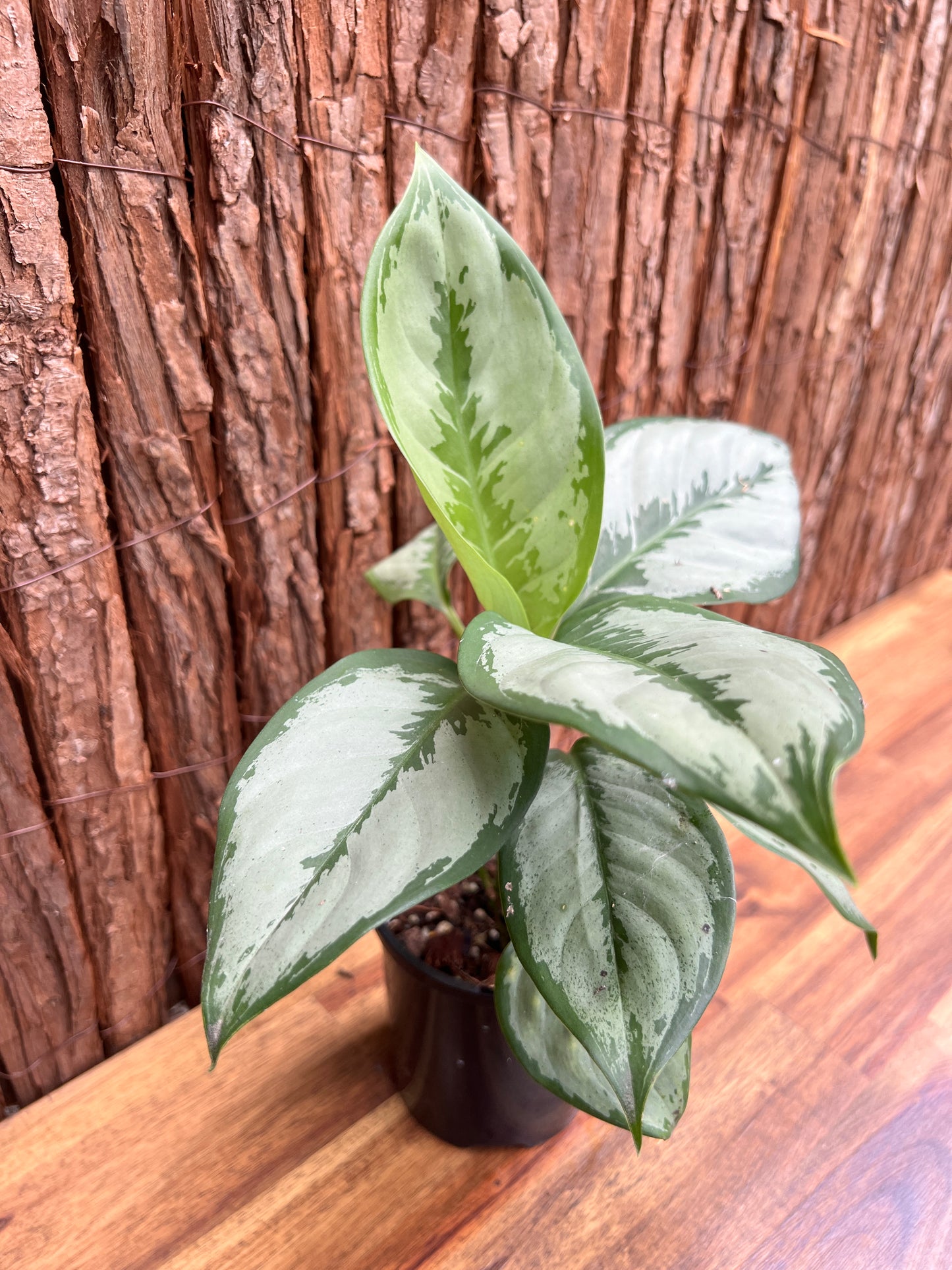 Aglaonema robeleynii Painted Evergreen C60