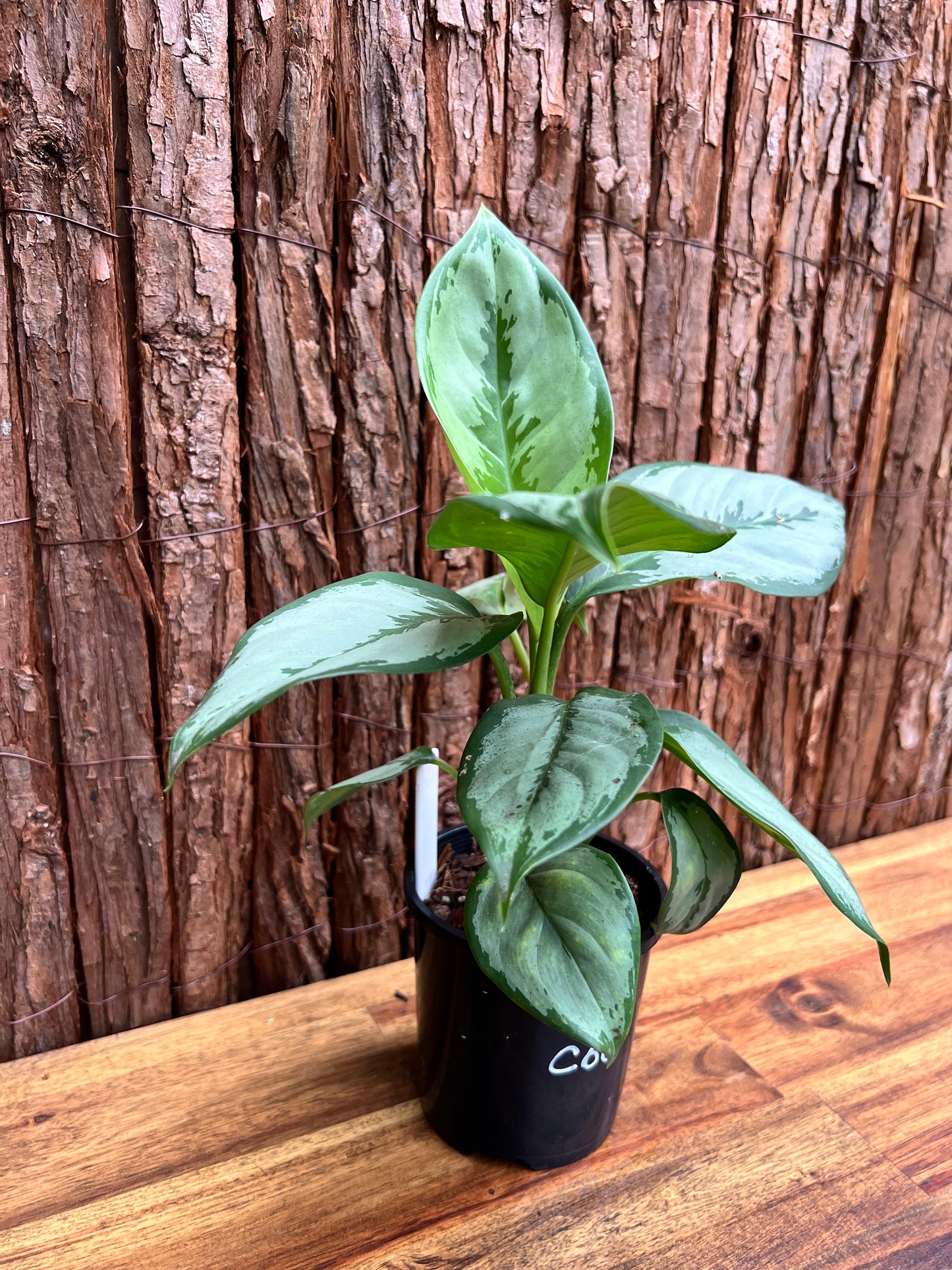 Aglaonema robeleynii Painted Evergreen C60