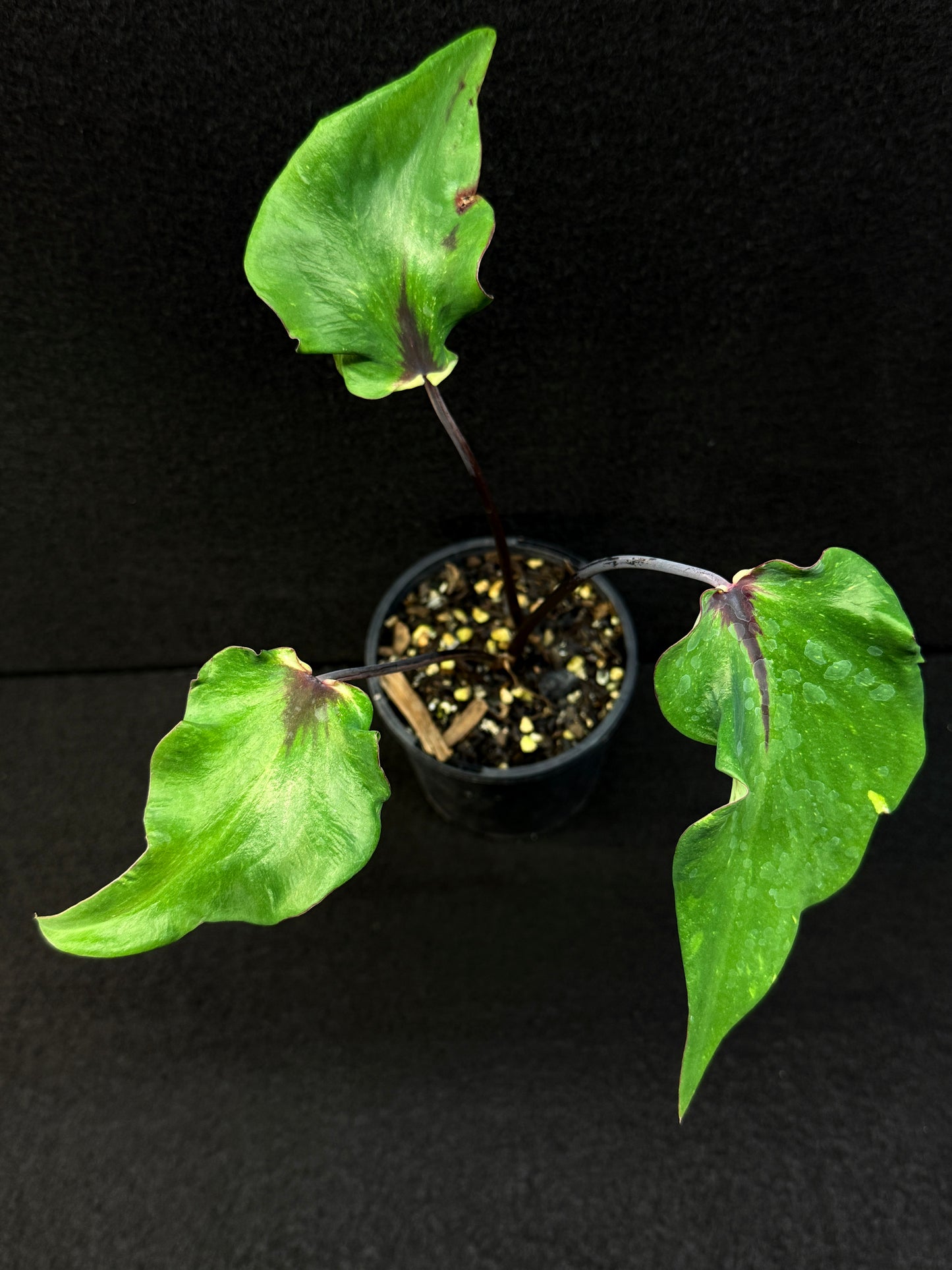 Caladium Hybrid F9