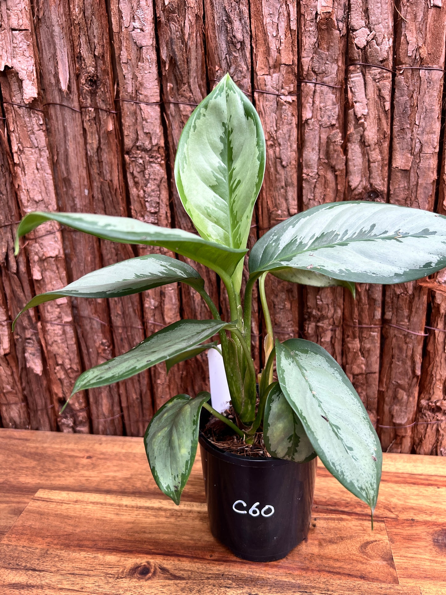 Aglaonema robeleynii Painted Evergreen C60