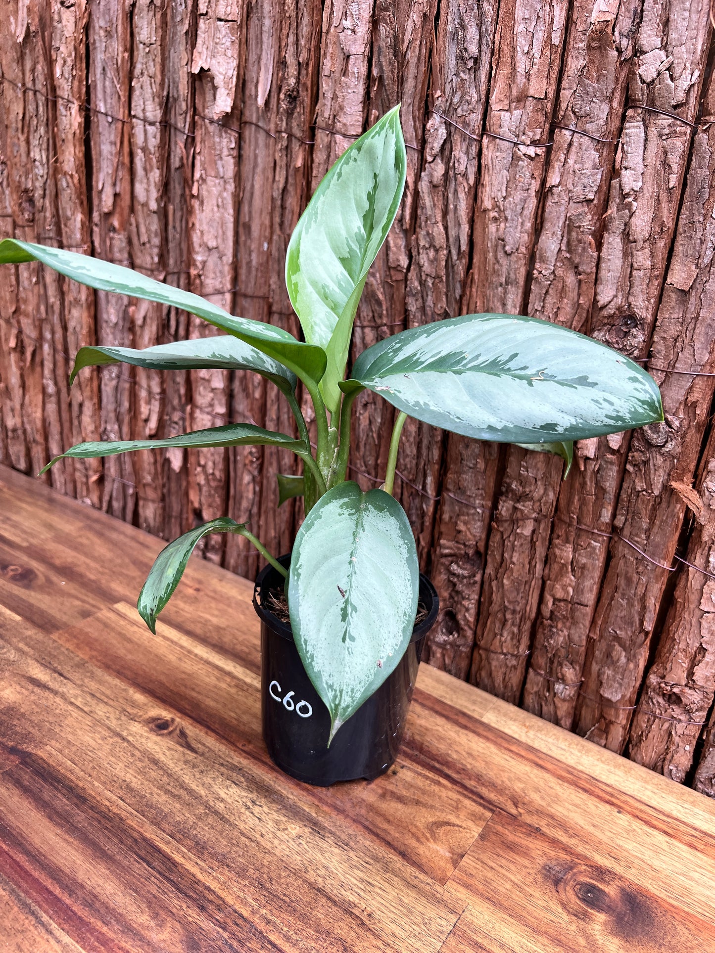 Aglaonema robeleynii Painted Evergreen C60