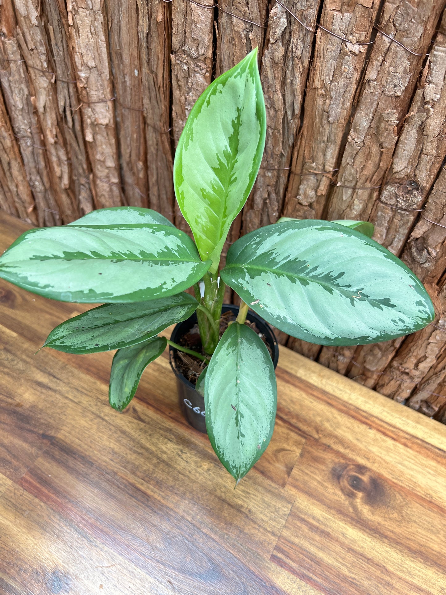 Aglaonema robeleynii Painted Evergreen C60