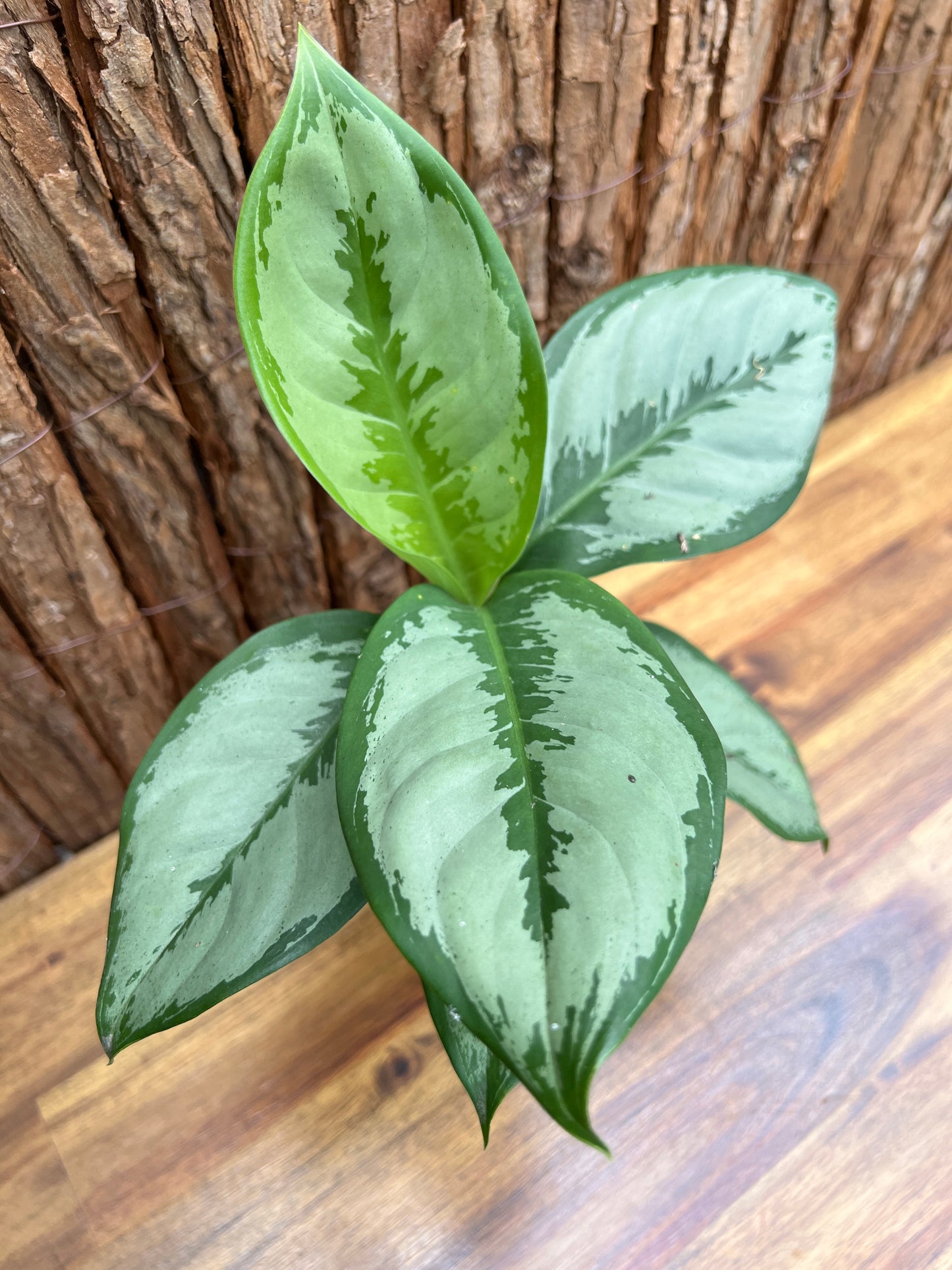 Aglaonema robeleynii Painted Evergreen C60