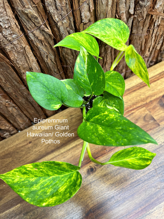 Epipremnum aureum Giant Hawaiian/ Golden Pothos C61