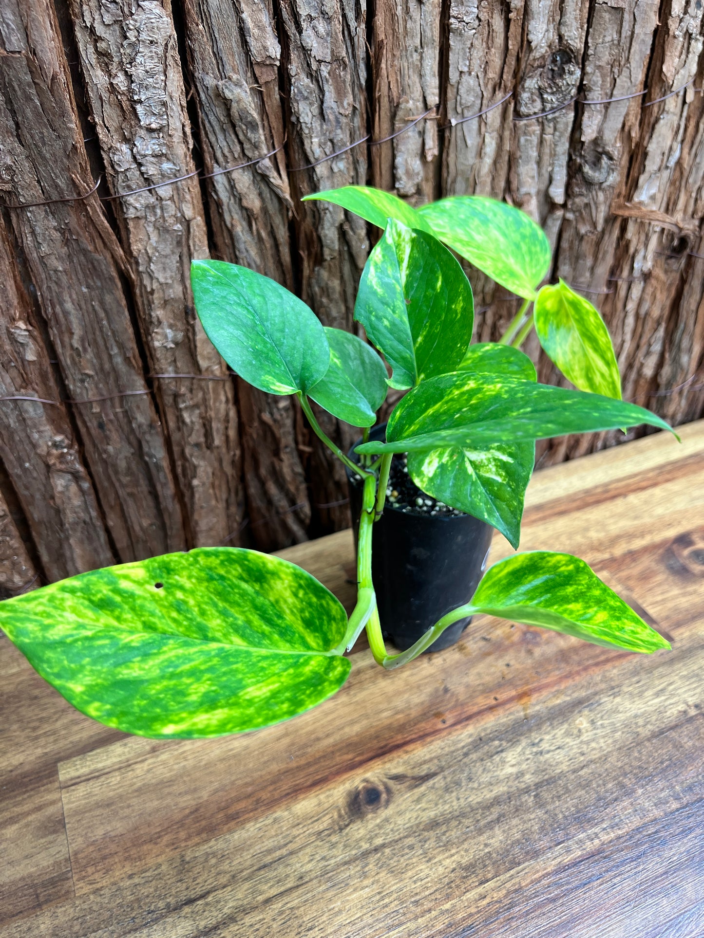 Epipremnum aureum Giant Hawaiian/ Golden Pothos C61