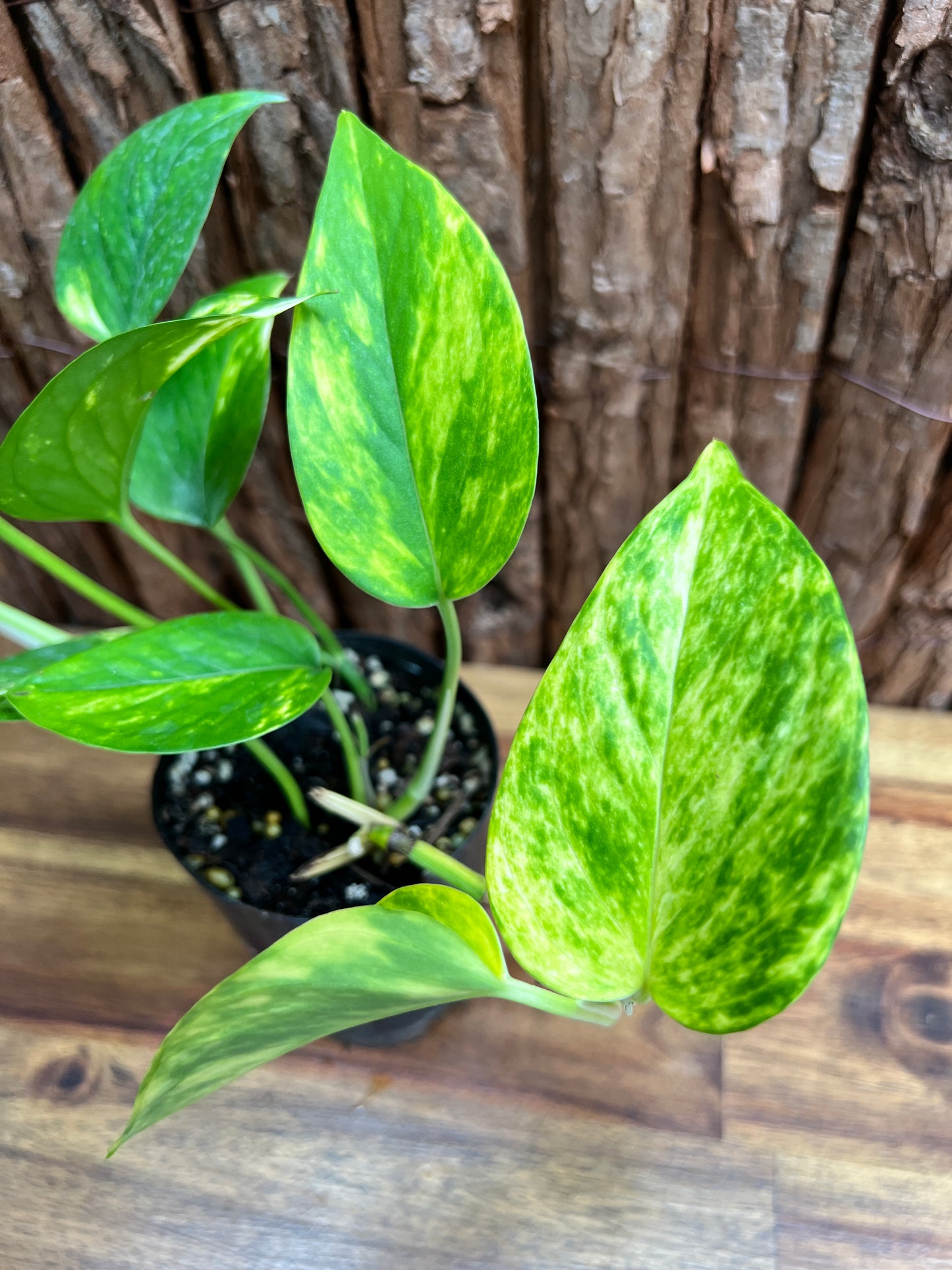 Epipremnum aureum Giant Hawaiian/ Golden Pothos C61