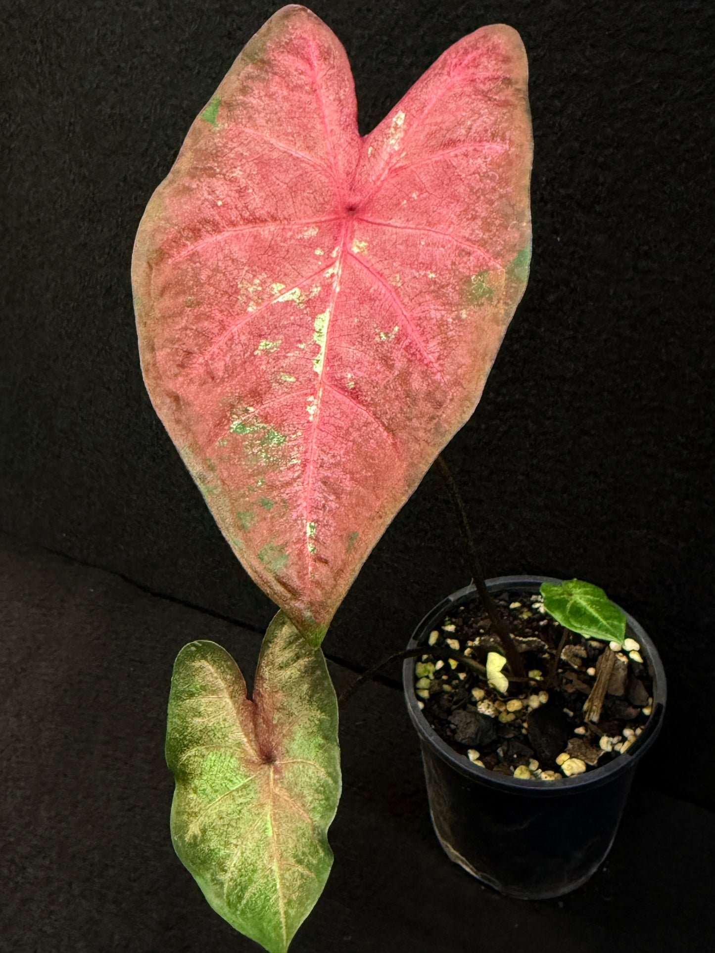 Caladium Hybrid F10
