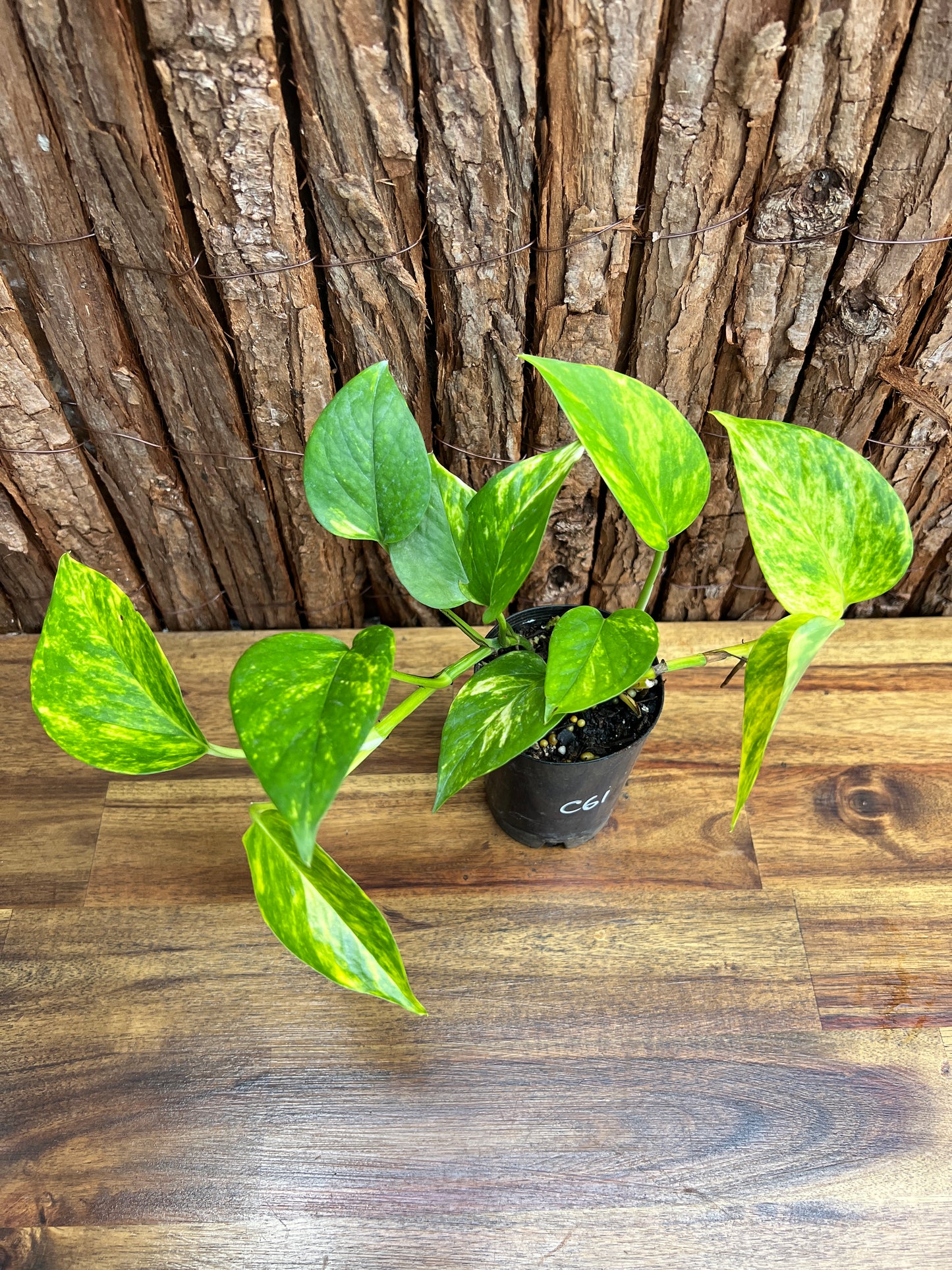 Epipremnum aureum Giant Hawaiian/ Golden Pothos C61