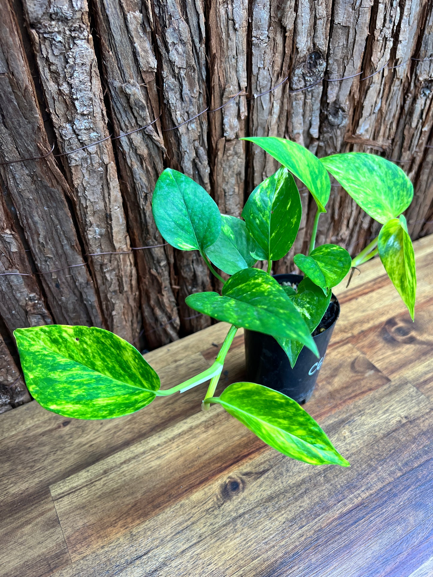 Epipremnum aureum Giant Hawaiian/ Golden Pothos C61