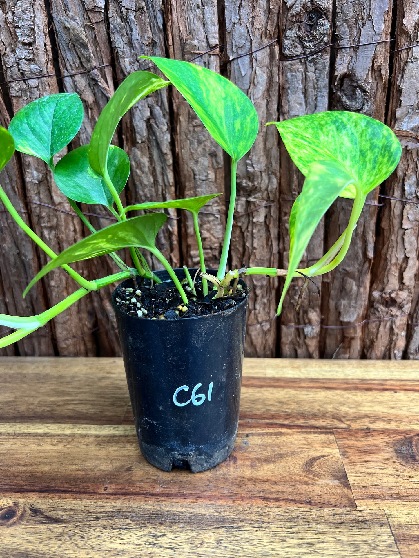 Epipremnum aureum Giant Hawaiian/ Golden Pothos C61