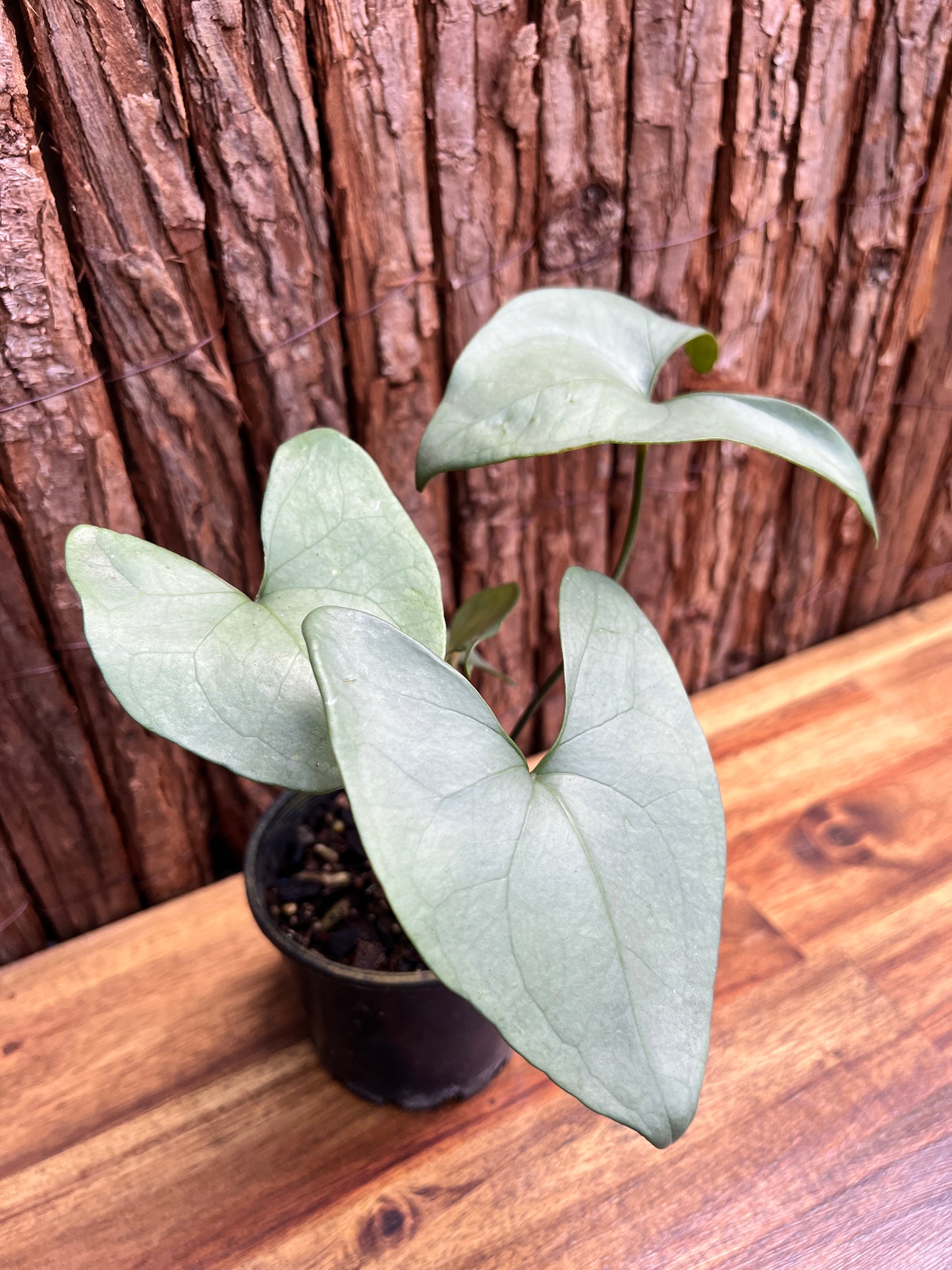 Anthurium Berriozabalense (Rarely Offered) C63