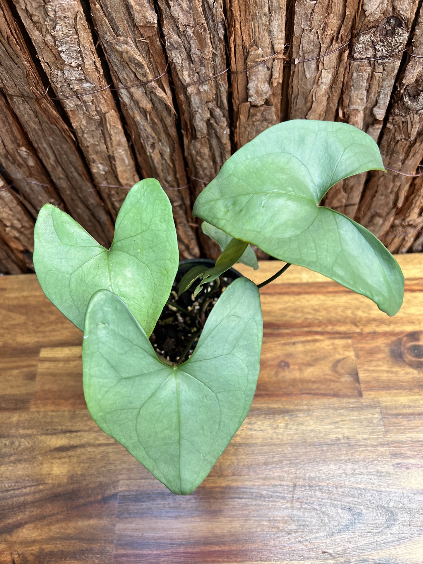 Anthurium Berriozabalense (Rarely Offered) C63