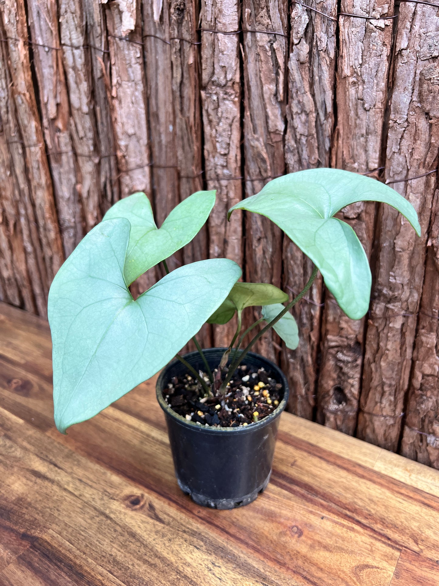 Anthurium Berriozabalense (Rarely Offered) C63