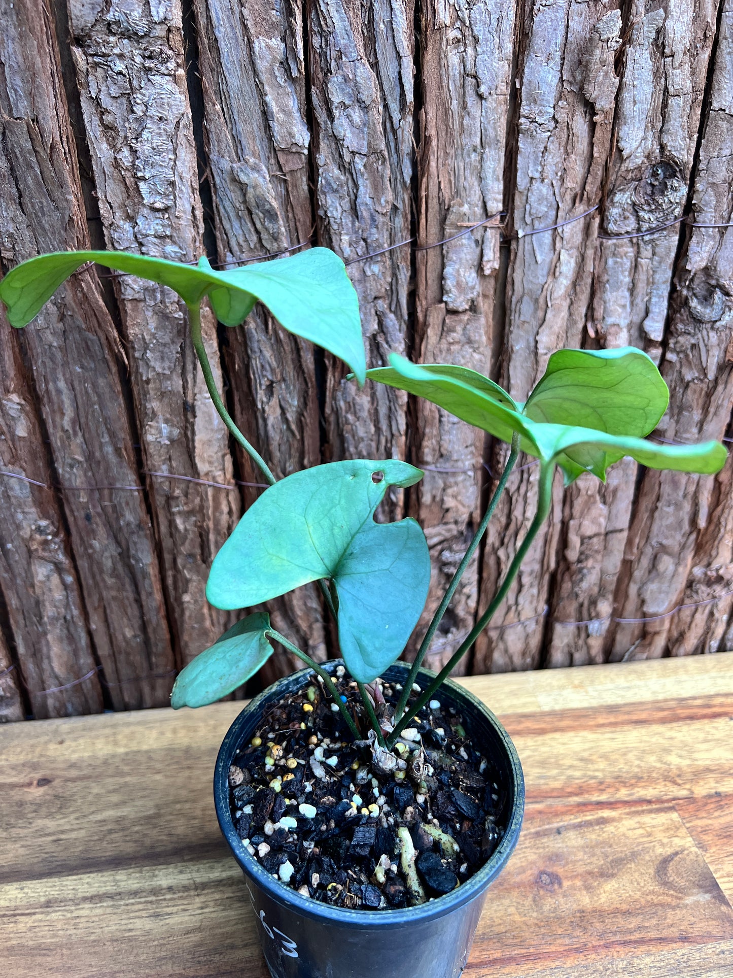 Anthurium Berriozabalense (Rarely Offered) C63