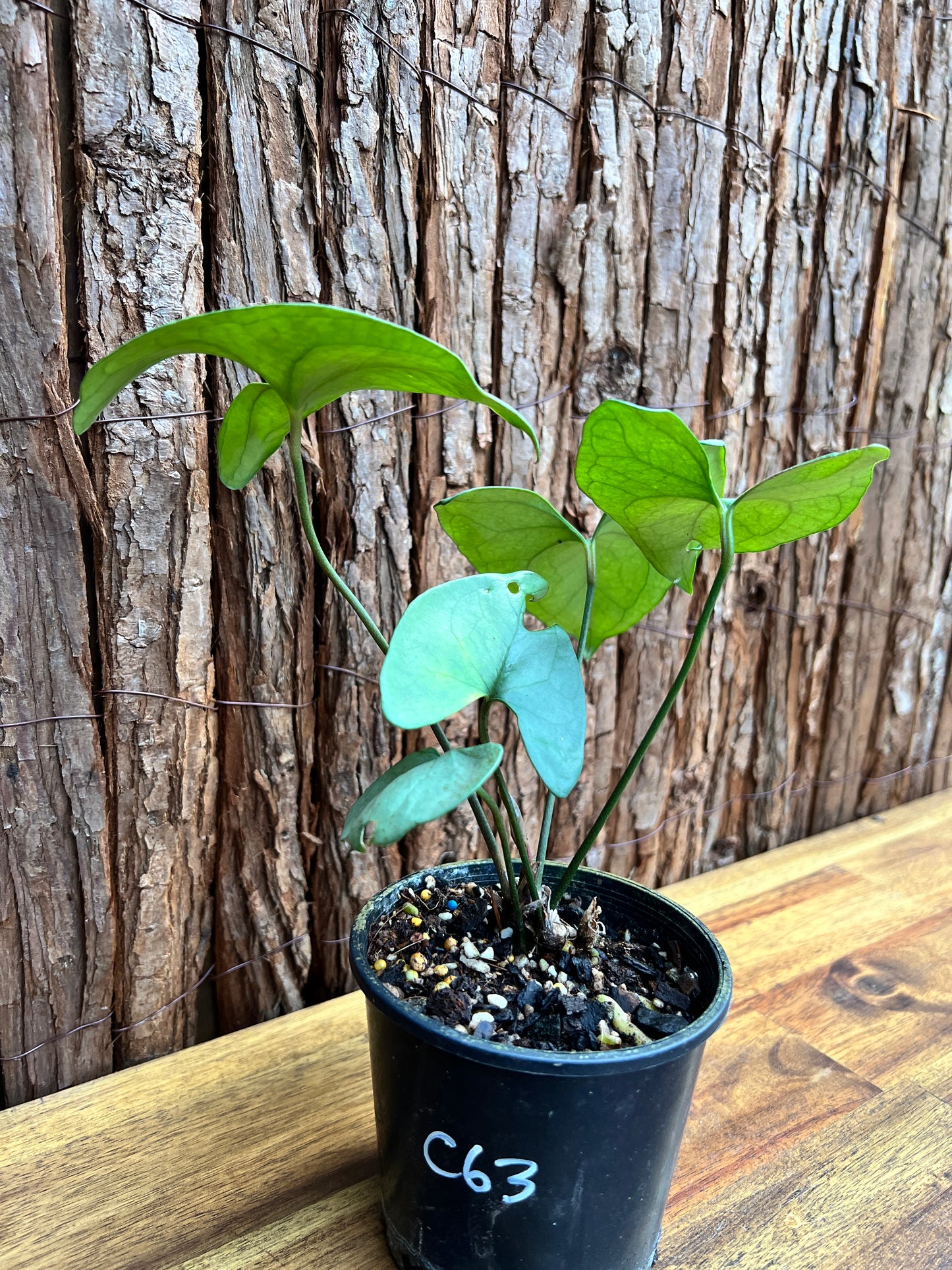 Anthurium Berriozabalense (Rarely Offered) C63