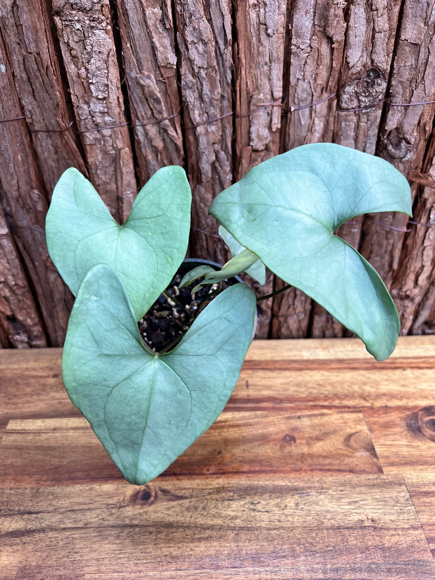 Anthurium Berriozabalense (Rarely Offered) C63