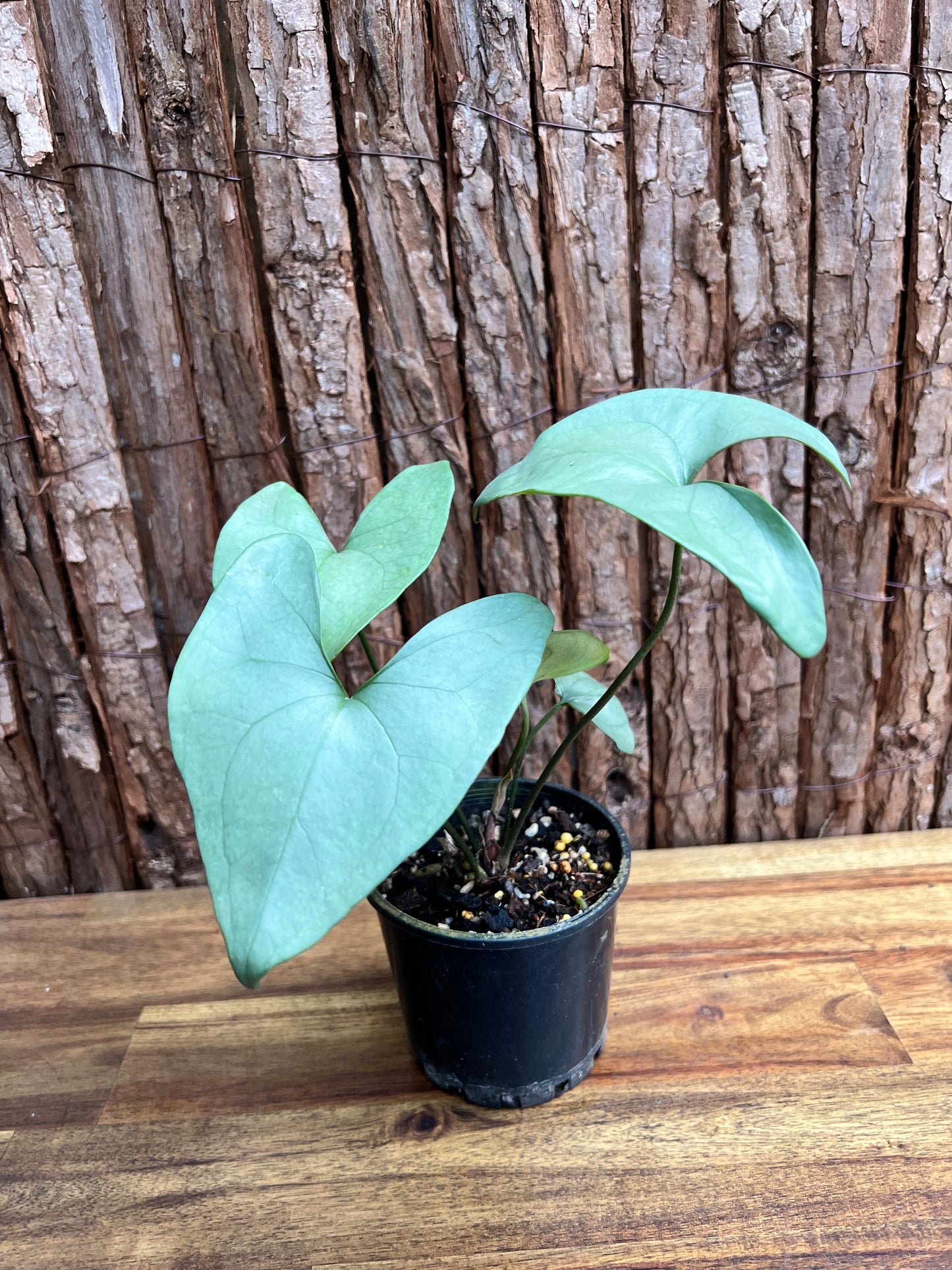 Anthurium Berriozabalense (Rarely Offered) C63