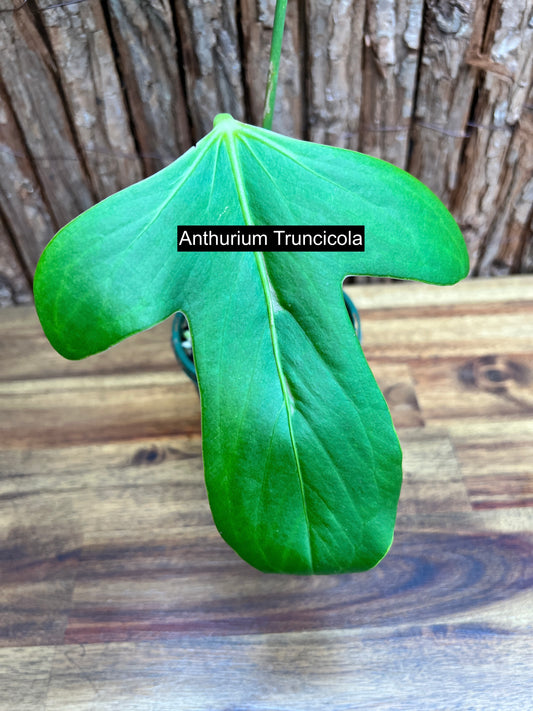 Anthurium Truncicola (Rarely Offered) C64