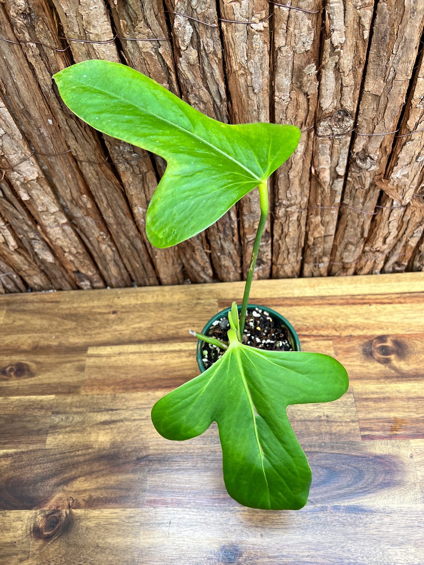 Anthurium Truncicola (Rarely Offered) C64