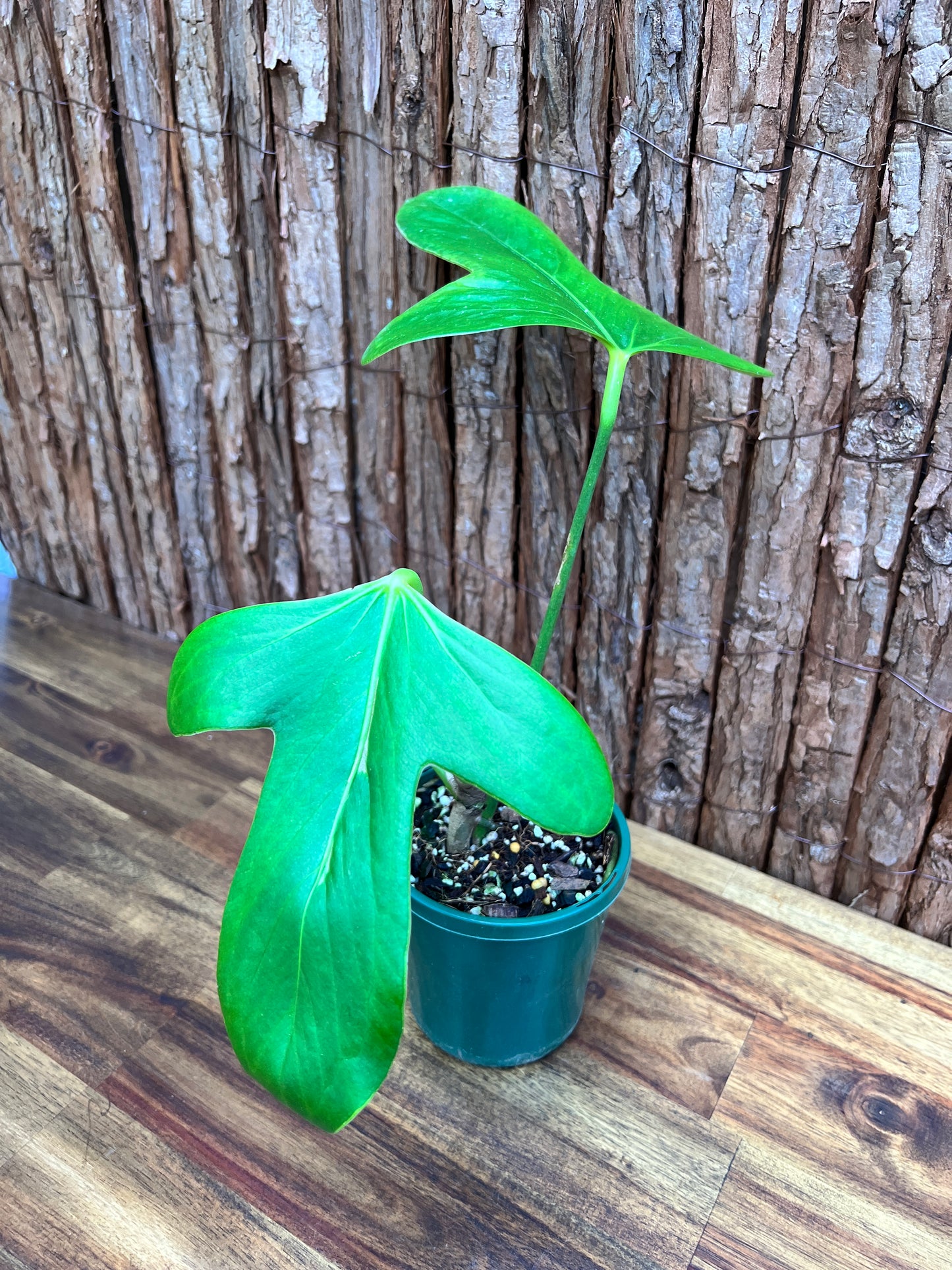 Anthurium Truncicola (Rarely Offered) C64