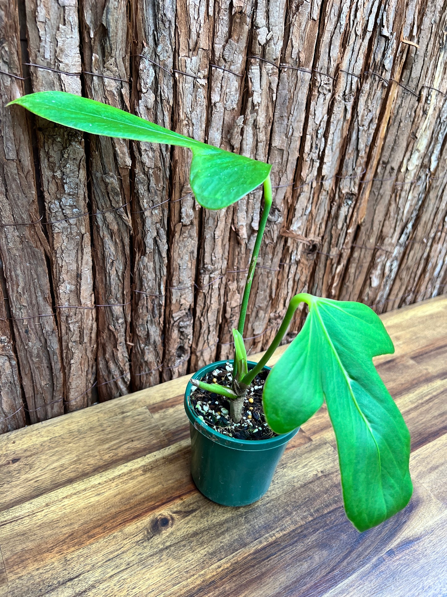 Anthurium Truncicola (Rarely Offered) C64