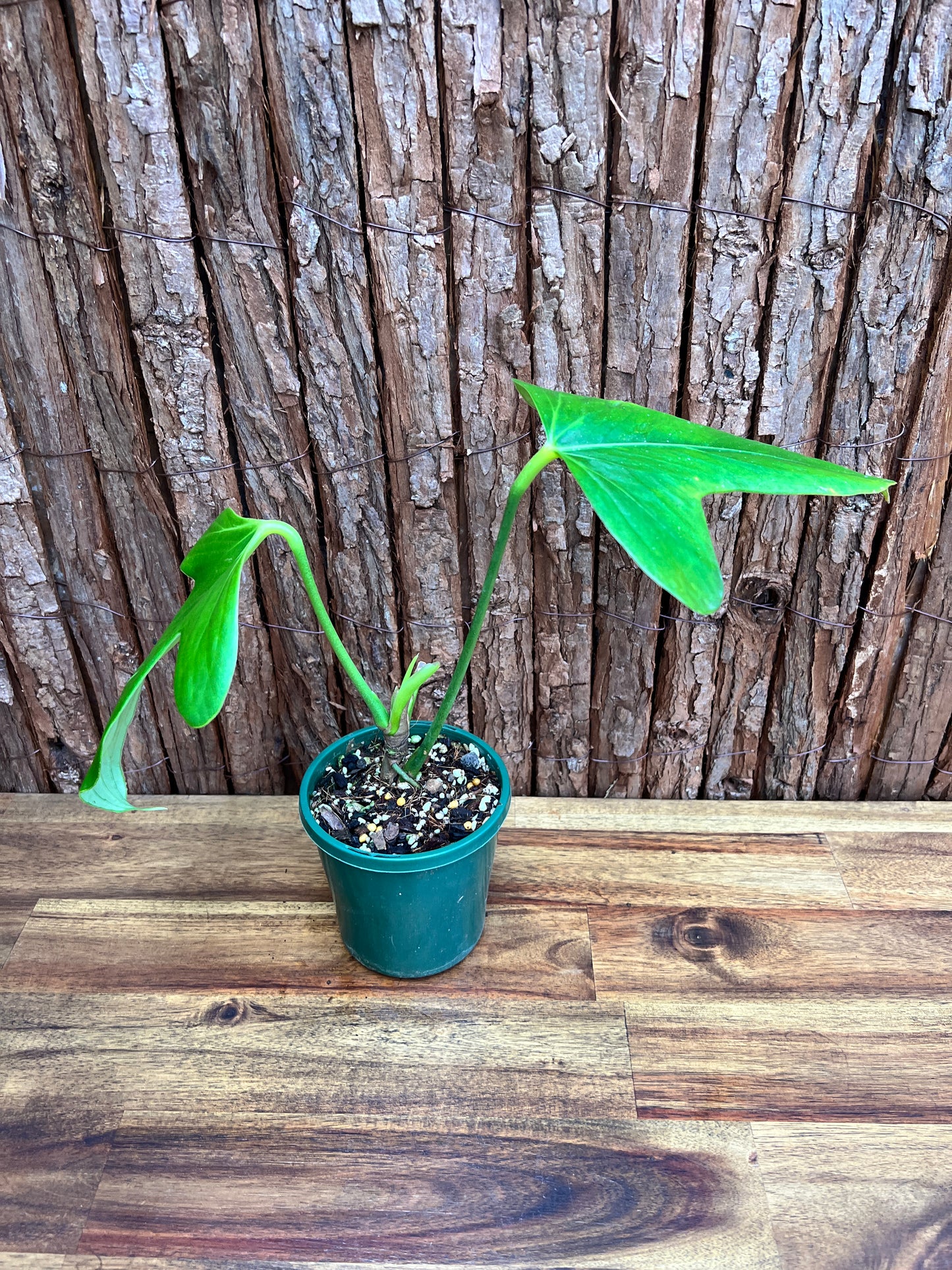 Anthurium Truncicola (Rarely Offered) C64