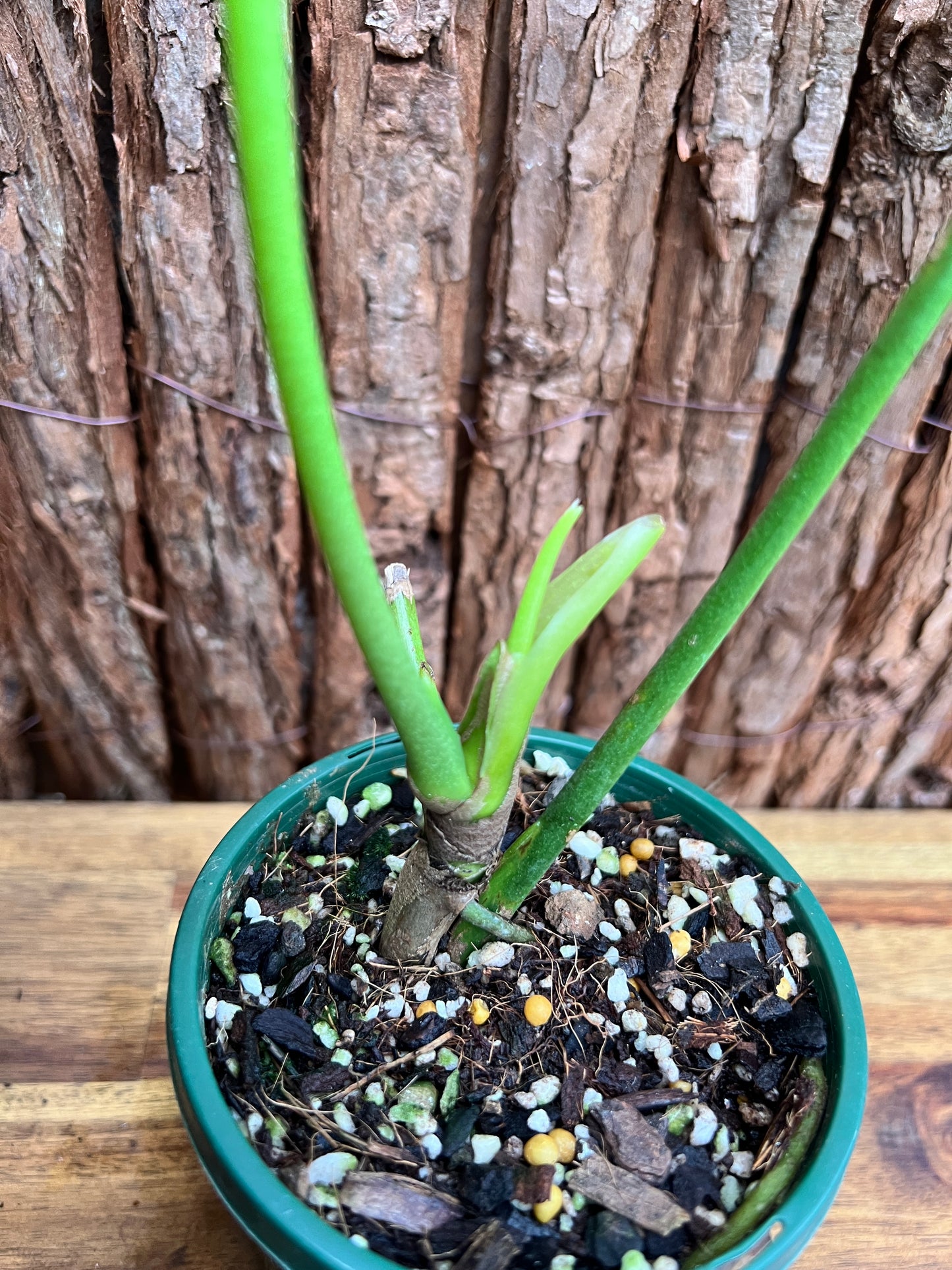 Anthurium Truncicola (Rarely Offered) C64