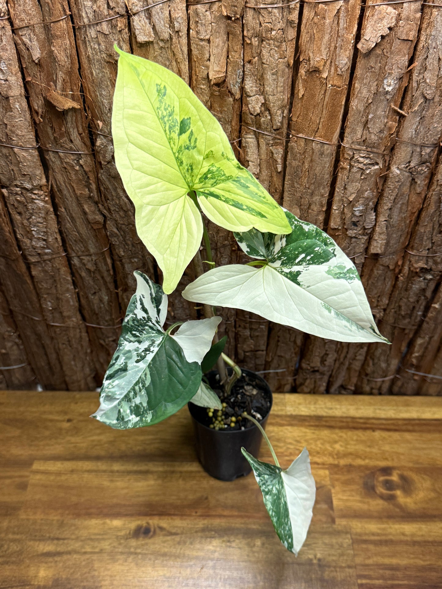 Syngonium Fantasy Albo J52