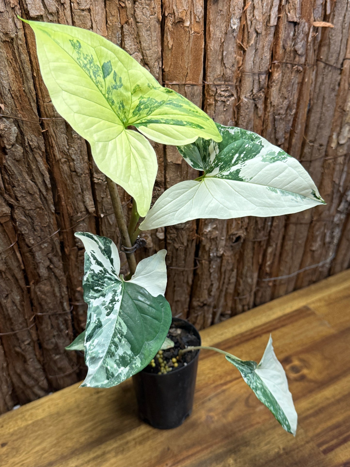 Syngonium Fantasy Albo J52